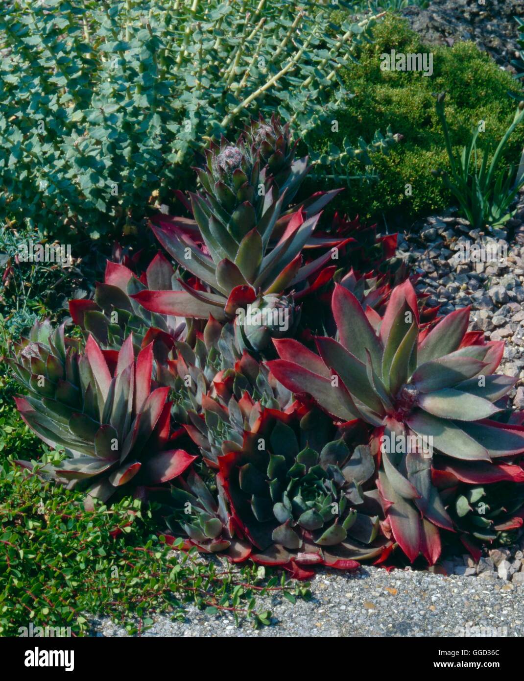 Sempervivum marmoreum - 'Brunneifolium'   ALP041558 Stock Photo