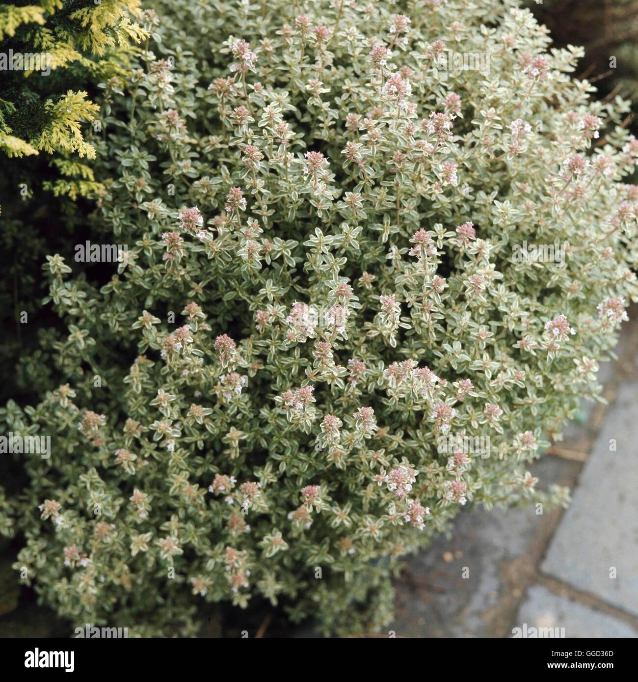 Thymus vulgaris - 'Silver Posie'   ALP041790 Stock Photo