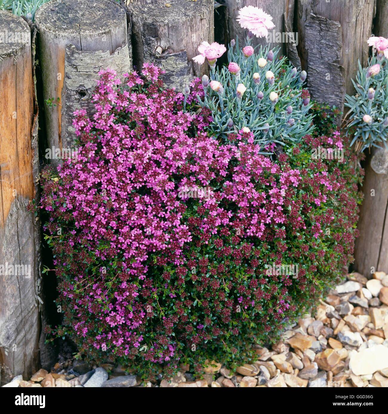 Thymus serpyllum coccineus ALP042534 Stock Photo Alamy