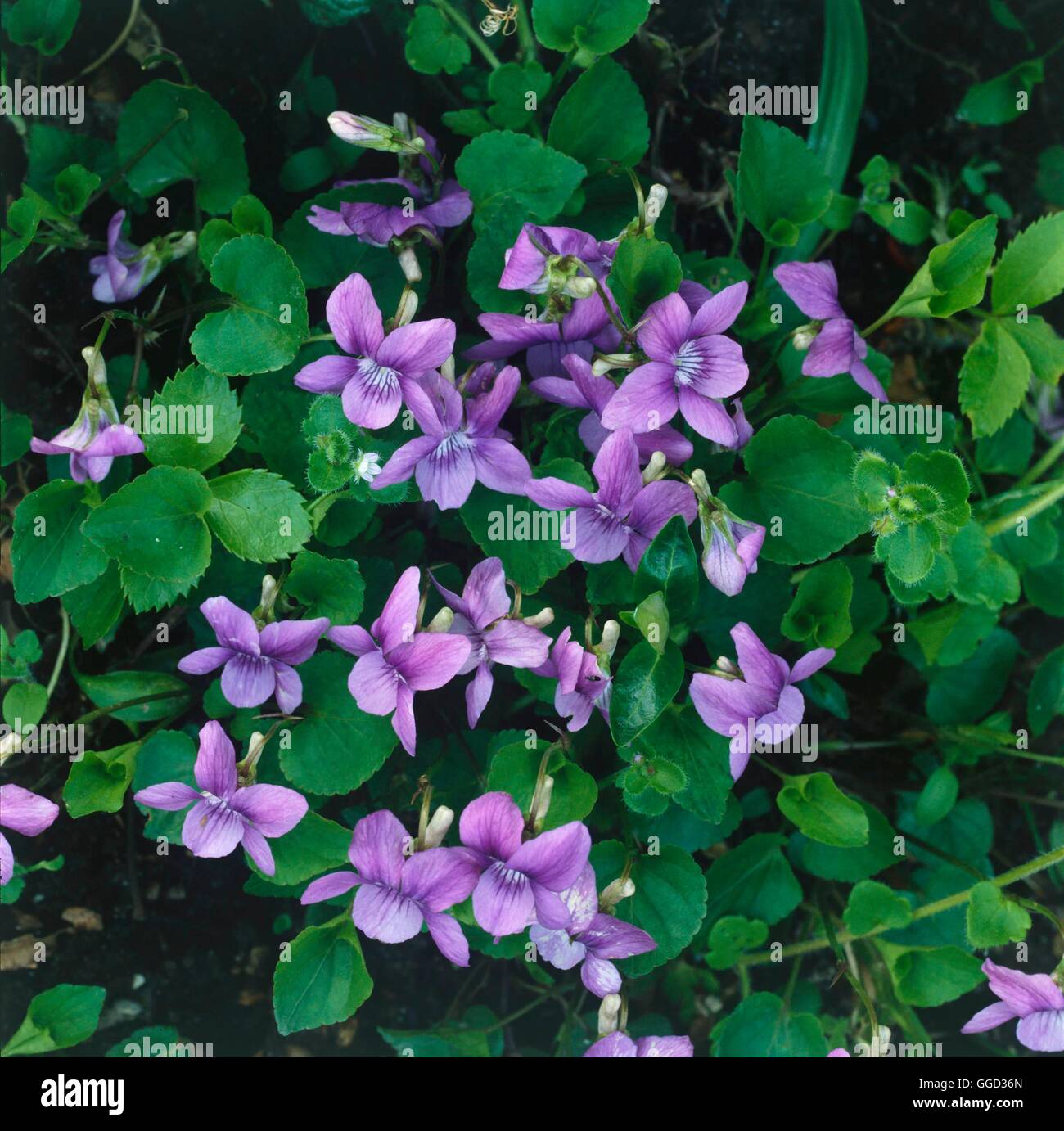 Viola cucullata AGM - (Syn. V. obliqua)   ALP042715 Stock Photo