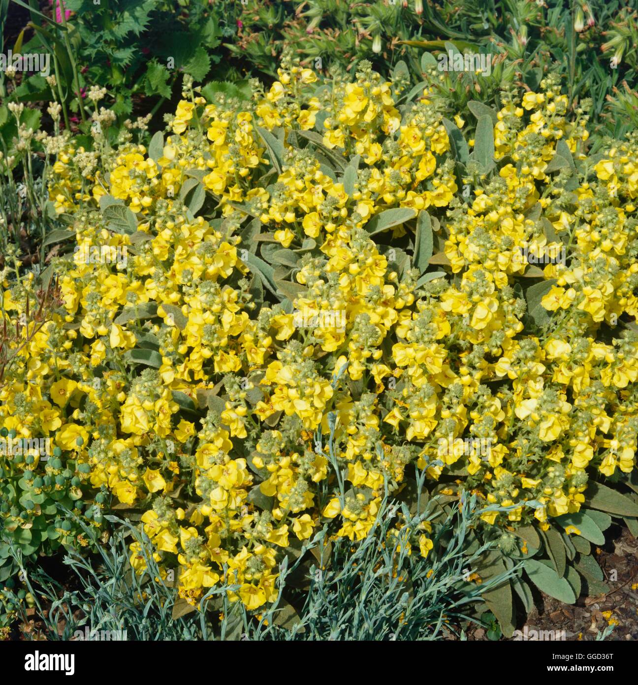 Verbascum dumulosum   ALP043134 Stock Photo