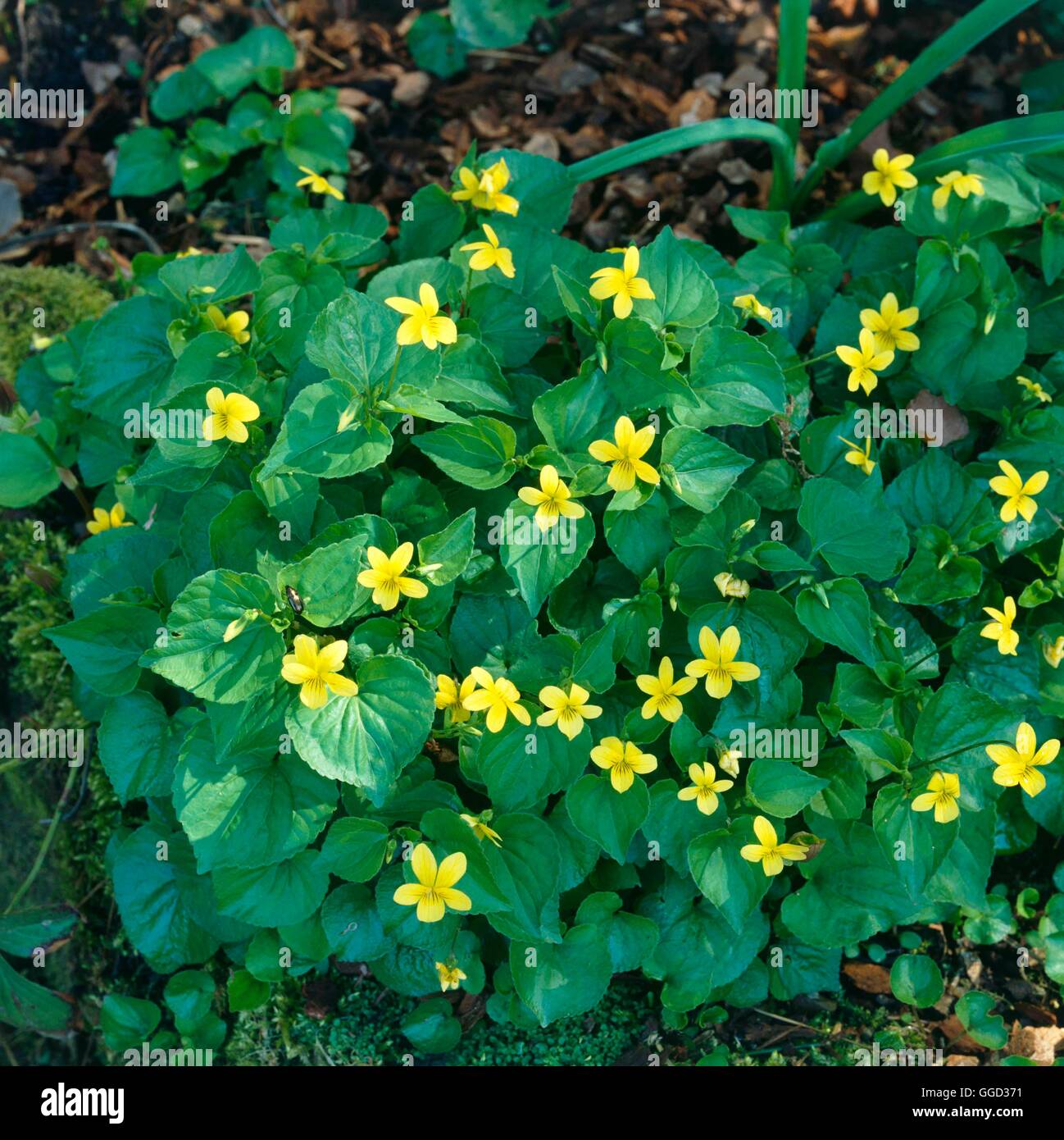 Viola biflora   ALP044451 Stock Photo