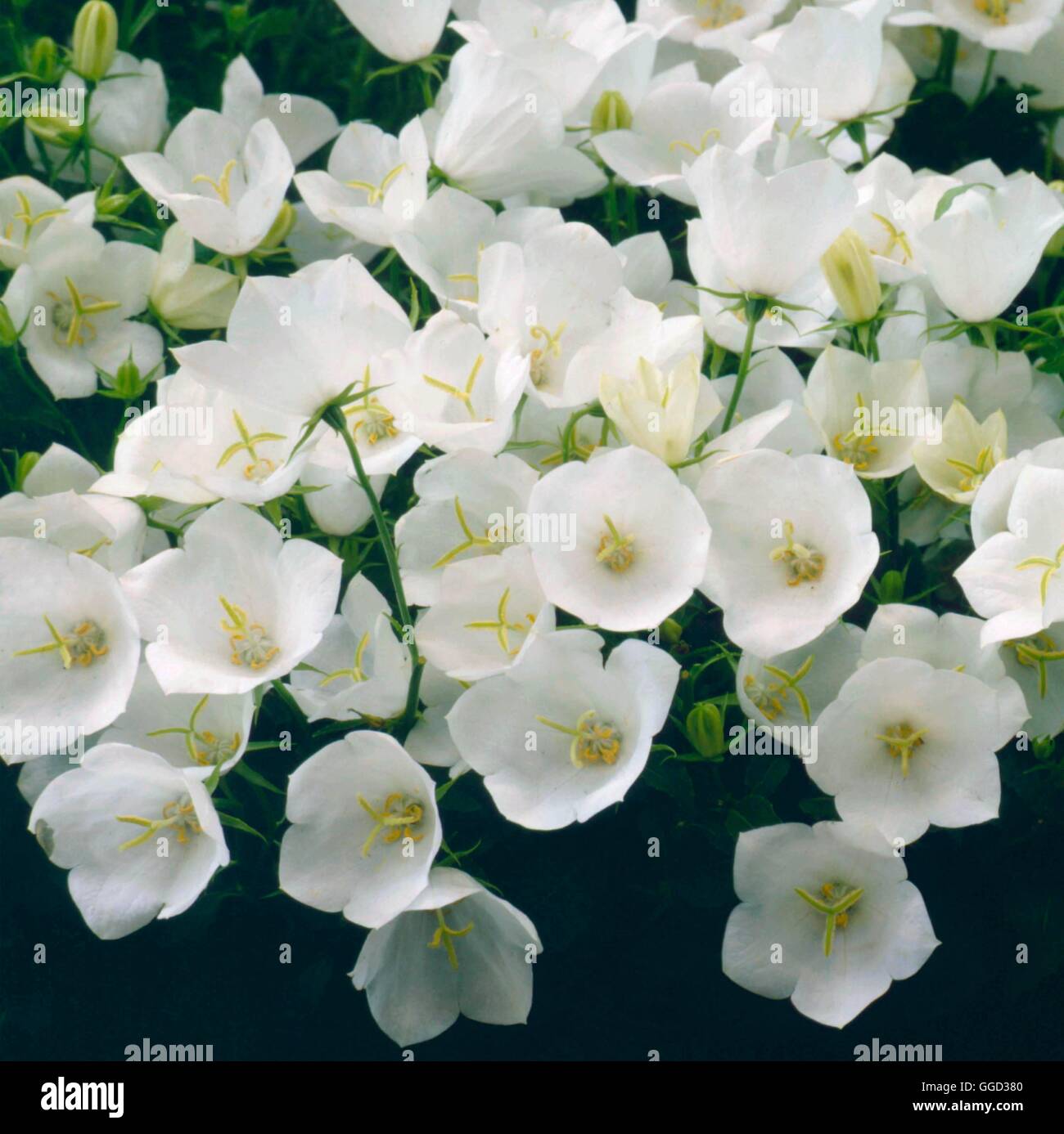 Campanula carpatica - f. alba 'Weisse Clips'- - (Syn C.c. 'White Clips')   ALP057328     Photos Hort Stock Photo
