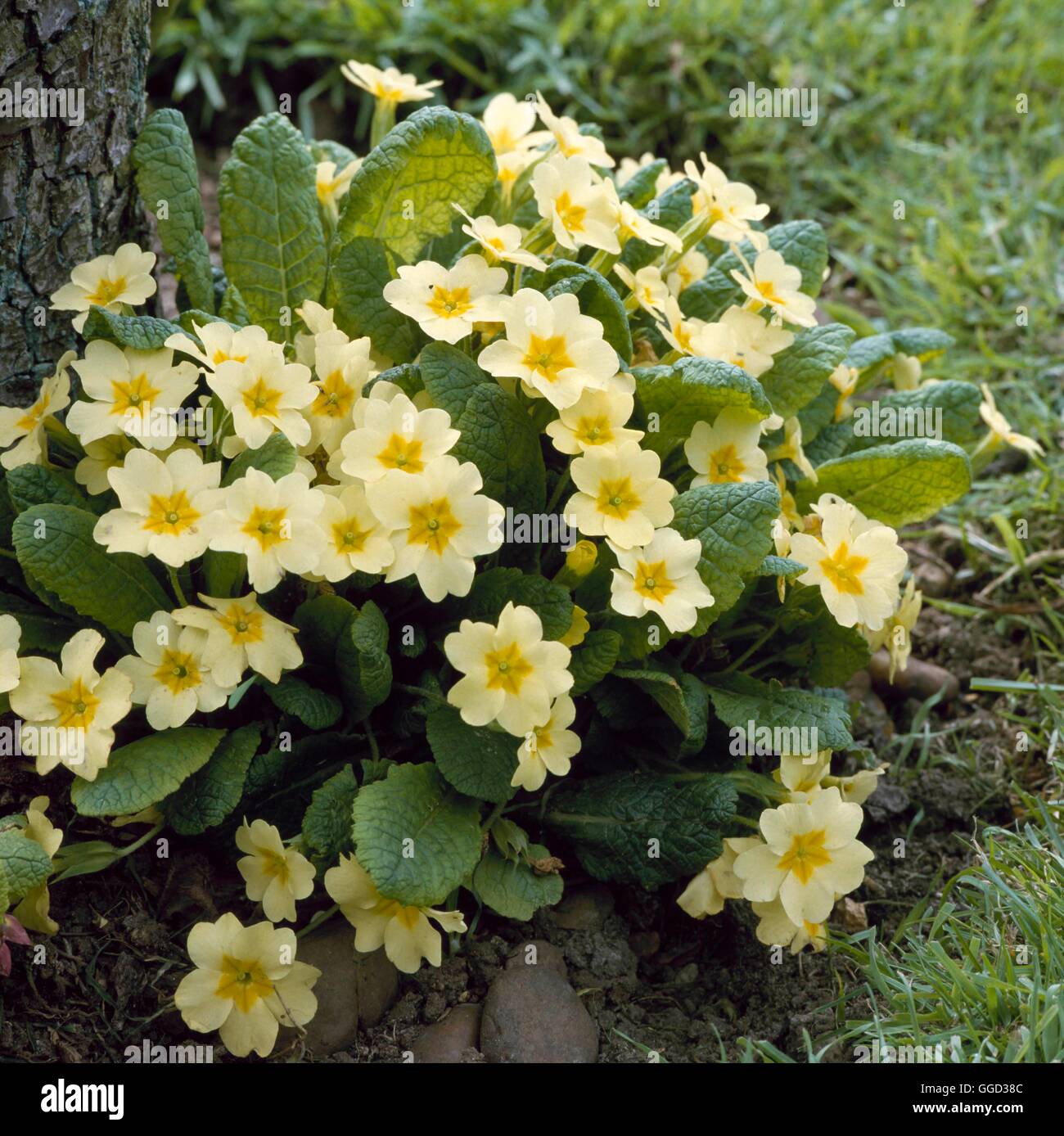 Primula vulgaris AGM - Primroses   ALP059702 Stock Photo