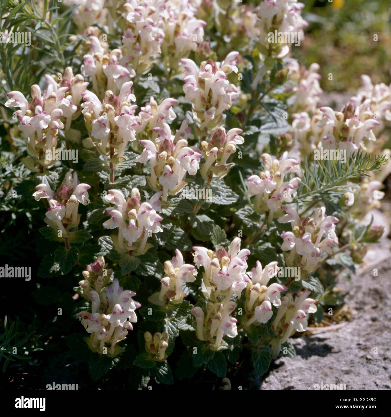 Scutellaria alpina - 'Alba'   ALP070338 Stock Photo