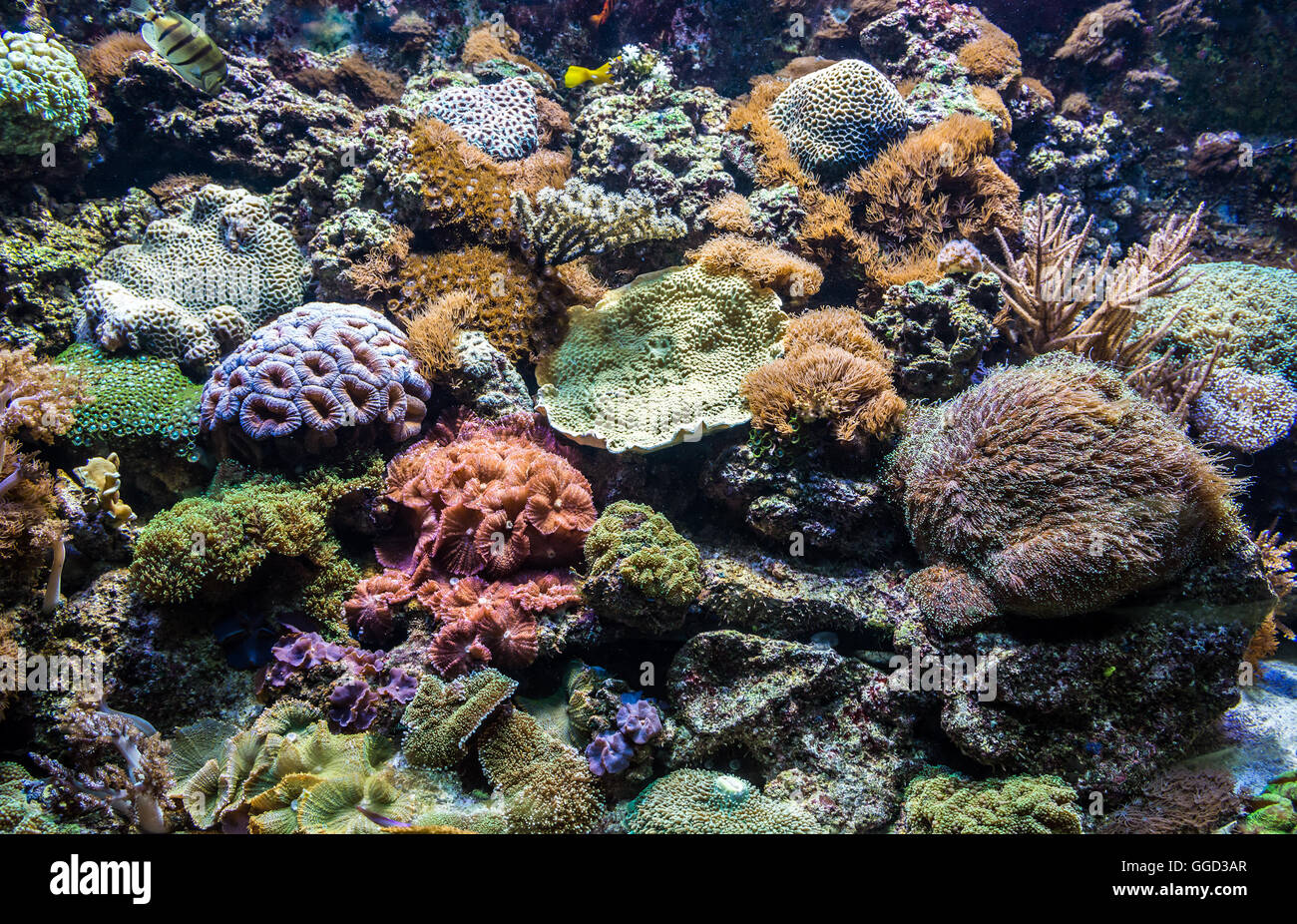 Tropical corals in large saltwater aquarium Stock Photo - Alamy - Large Saltwater Aquarium Stock