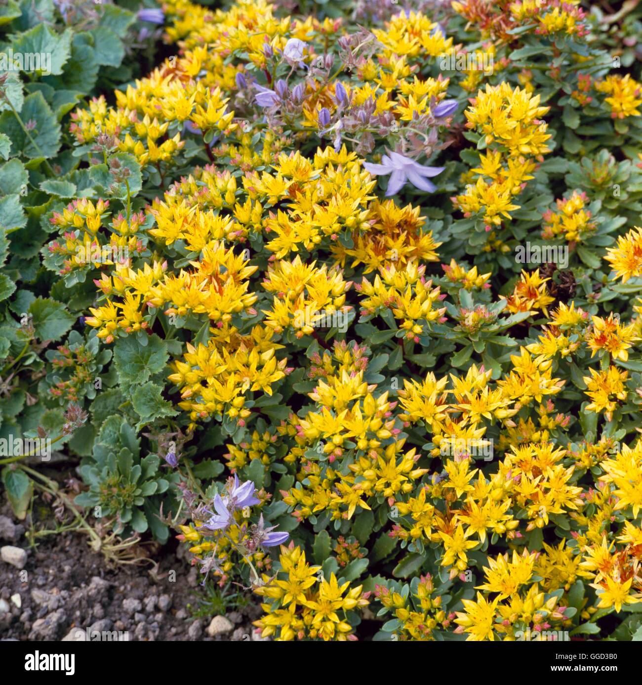 Sedum kamtschaticum - var. floriferum 'Weihenstephaner Gold'   ALP093148  /Ph Stock Photo