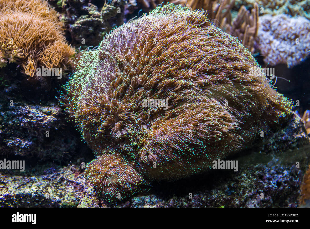 Large Saltwater Aquarium Stock photo