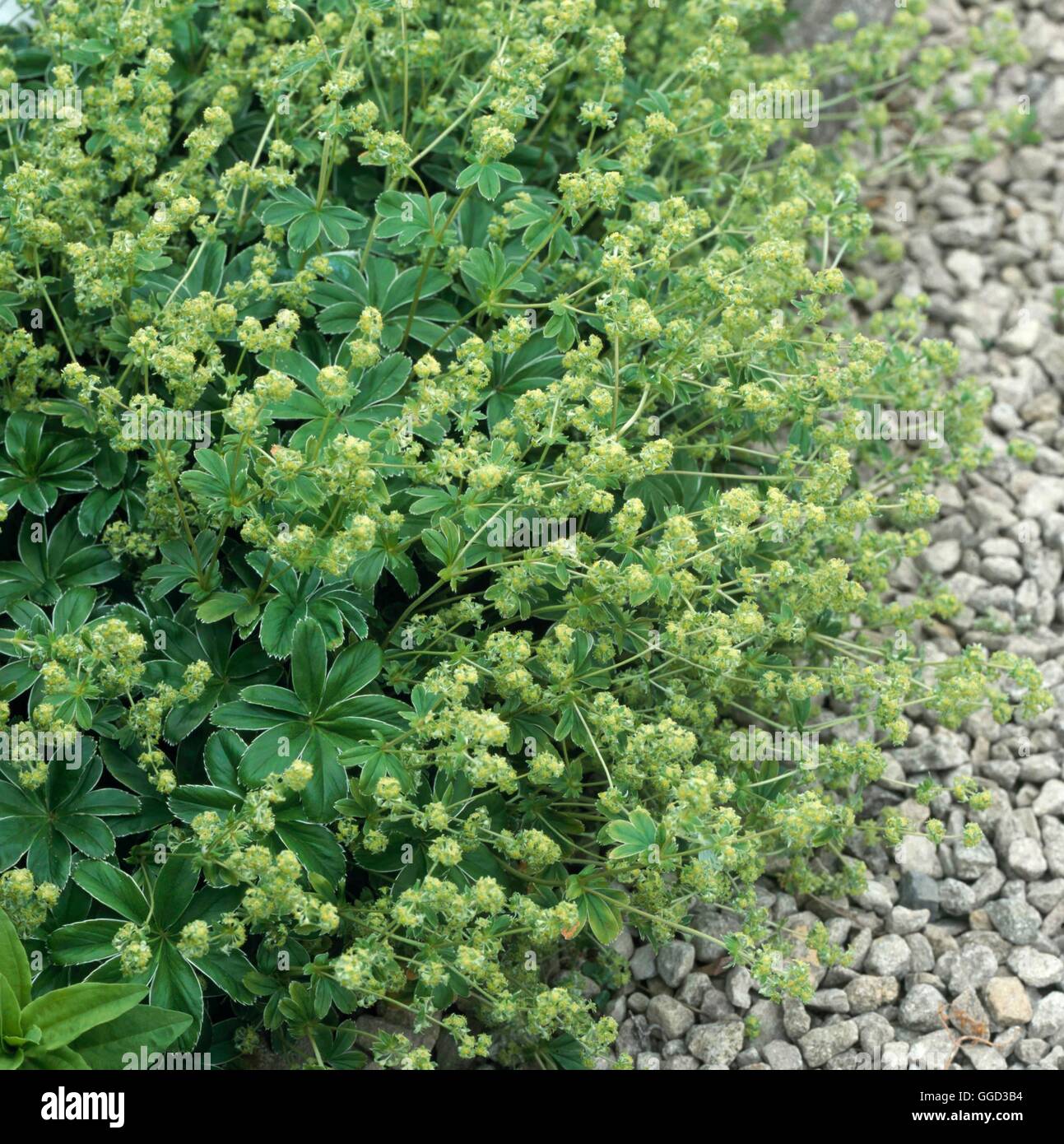 Alchemilla alpina - (HDRA - Organic)   ALP096836 Stock Photo