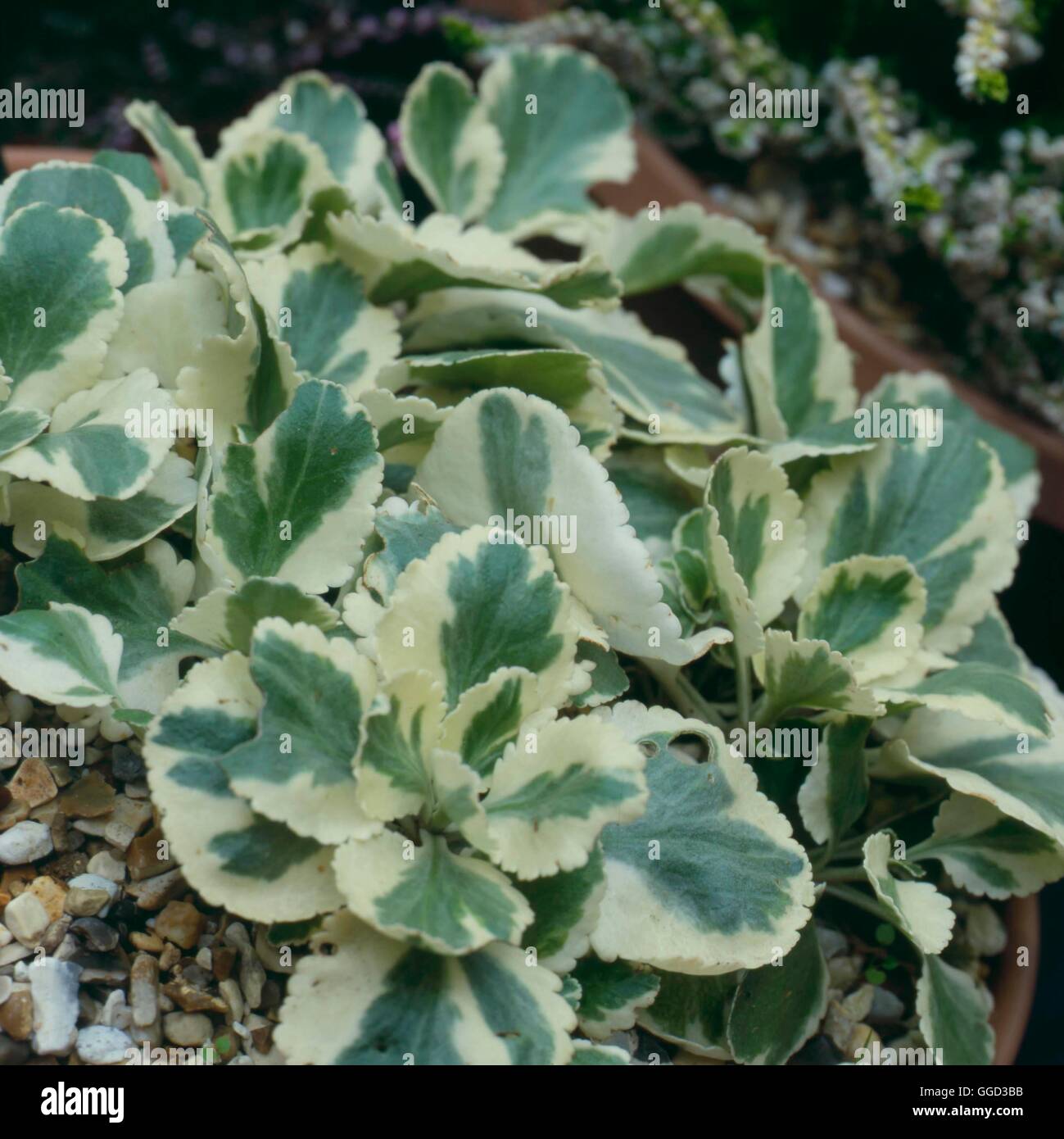 Chiastophyllum oppositifolium - 'Jim's Pride'   ALP098480 Stock Photo