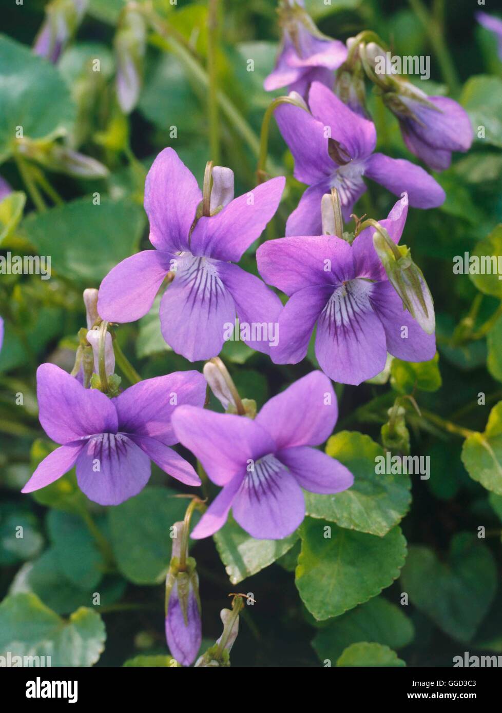 Viola riviniana- - Common Dog Violet   ALP109863 Stock Photo