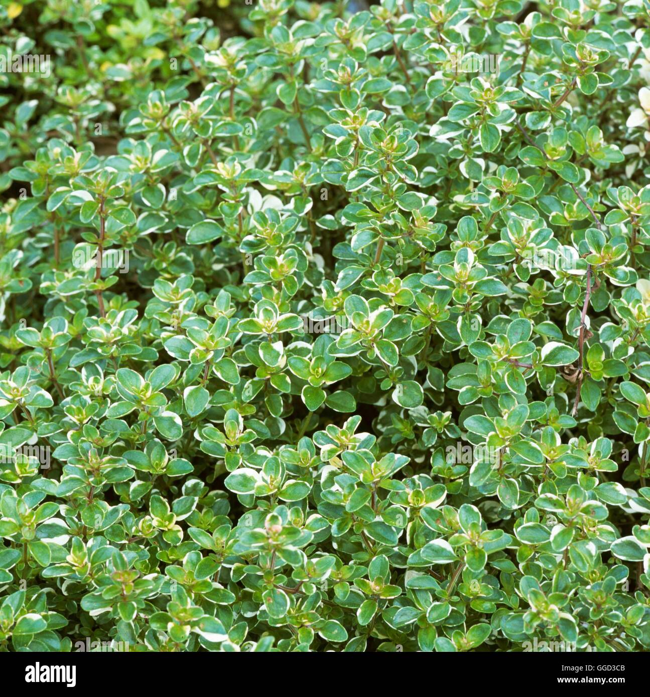 Thymus pulegioides 'Foxley'   ALP111301 Stock Photo
