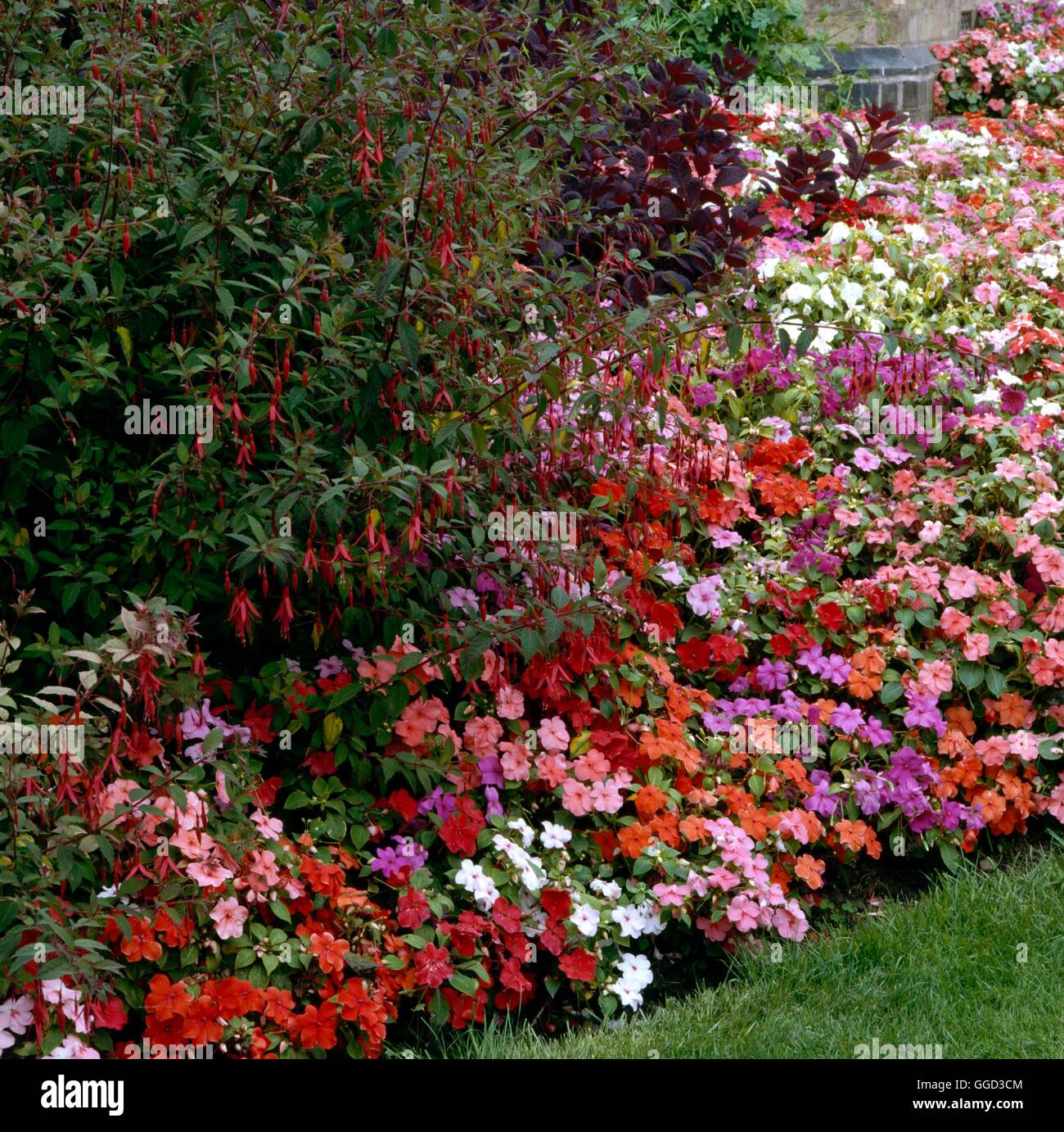 Annual Bedding - With Impatiens  suitable for shady situation   ANG021421  /P Stock Photo
