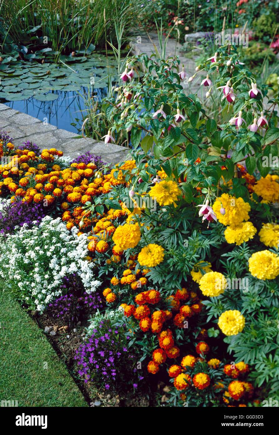 Annual Bedding edging pond including African & French Marigolds Lobelia Alyssum and Fuchsia