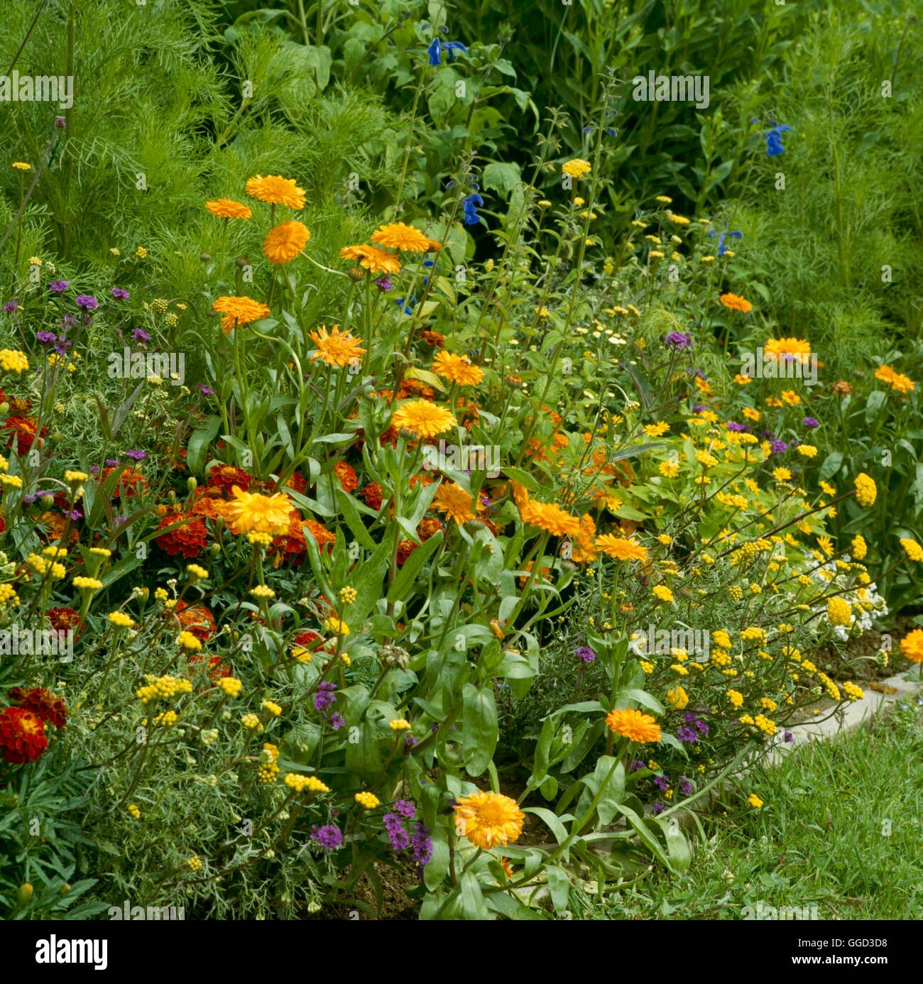 Annual Bedding - with hardy and half-hardy varieties   ANG051691 Stock Photo