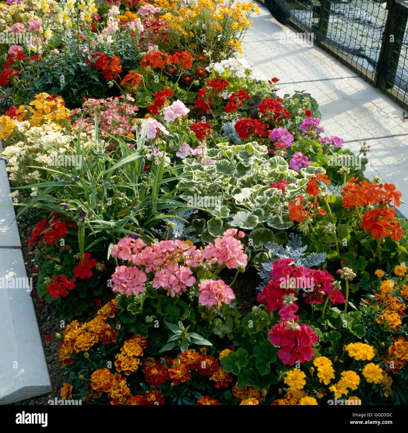 Annual Bedding - with pelargoniums and marigolds   ANG052375 Stock Photo