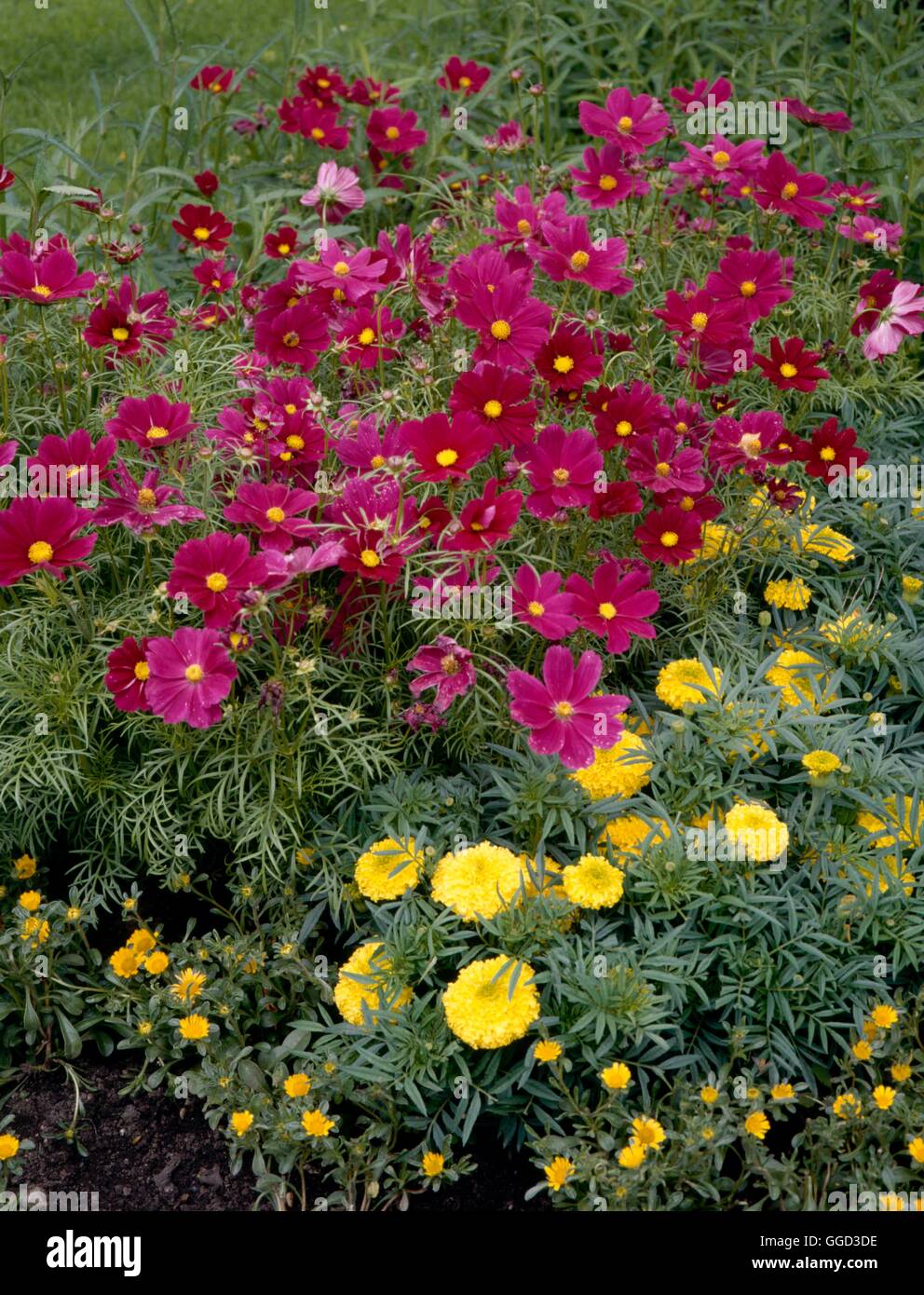 Annual Bedding - with Cosmos bipinnatus 'Sensation'- and African Marigolds   ANG078160     Photos Ho Stock Photo
