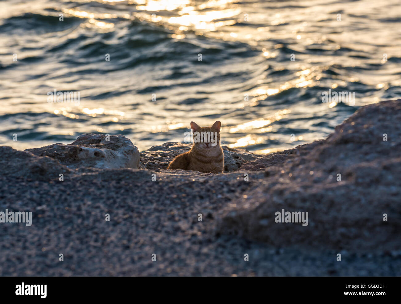 cat on coastline of Mediterranean Sea in Tel Aviv, Israel Stock Photo
