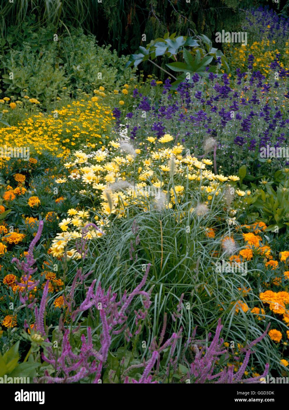 Annual Bedding - with Limonium  Marigolds  Tagetes  Clary  Argyranthemum  and Pennisetum (grass).   ANG079532  Compuls Stock Photo