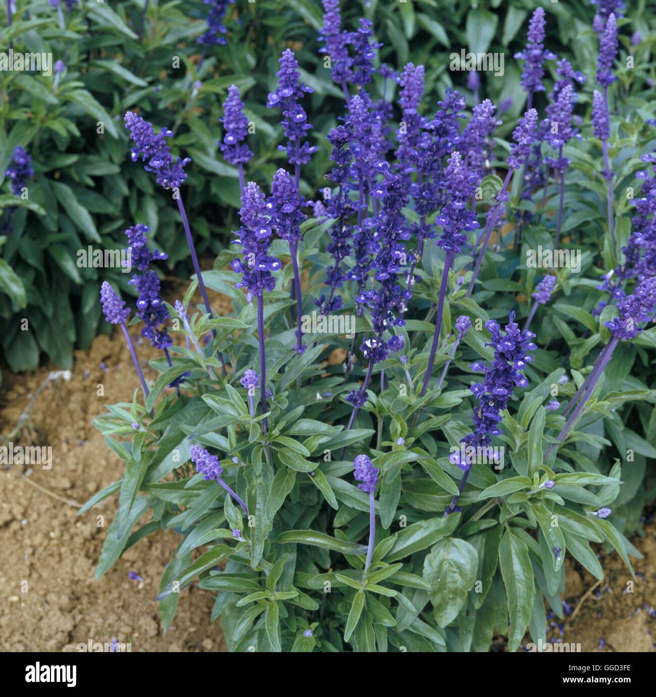 Salvia farniacea 'Victoria'  Date: 7.07.08  ANN01441 Stock Photo