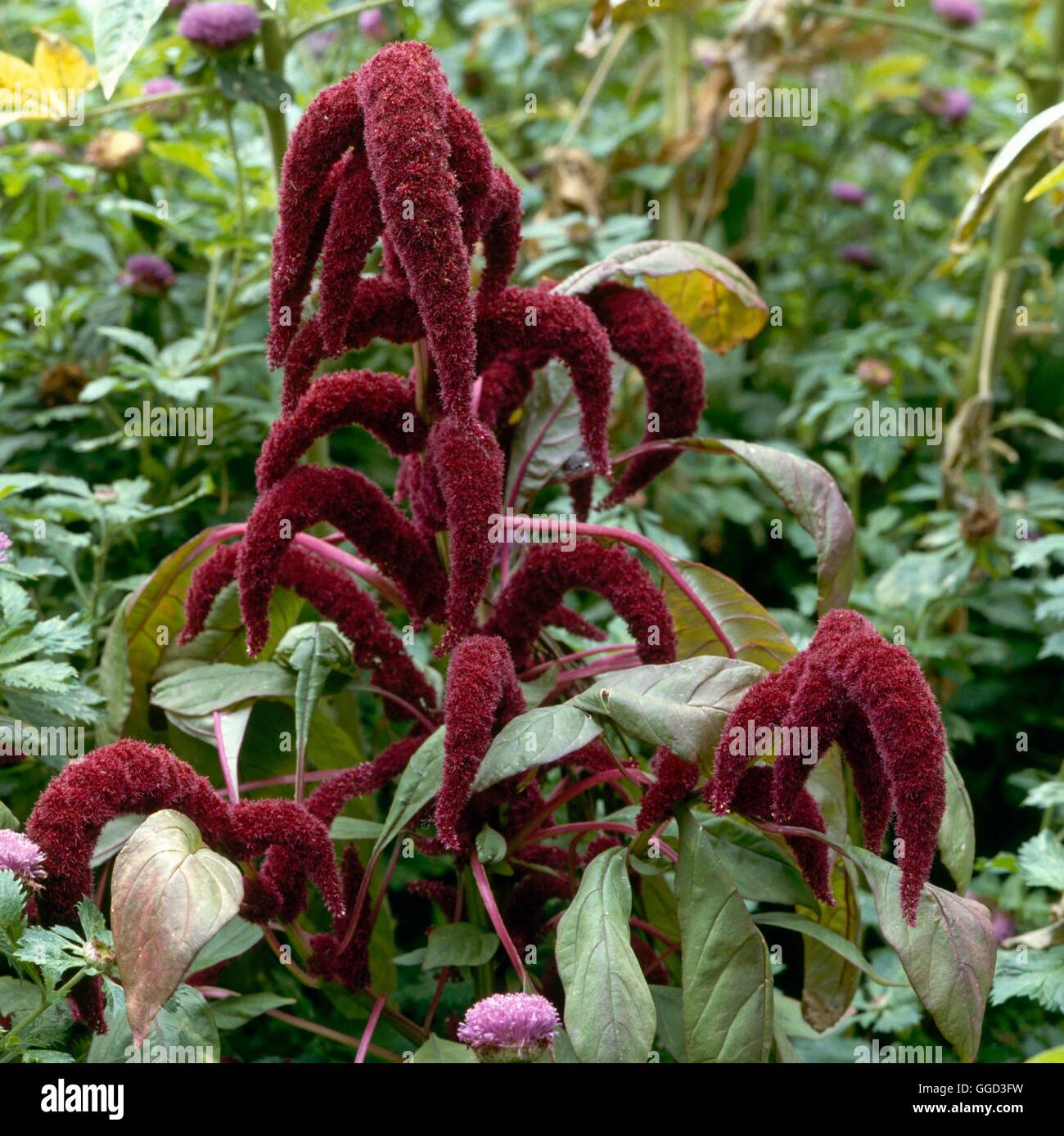 Cruentus hi-res stock photography and images - Alamy