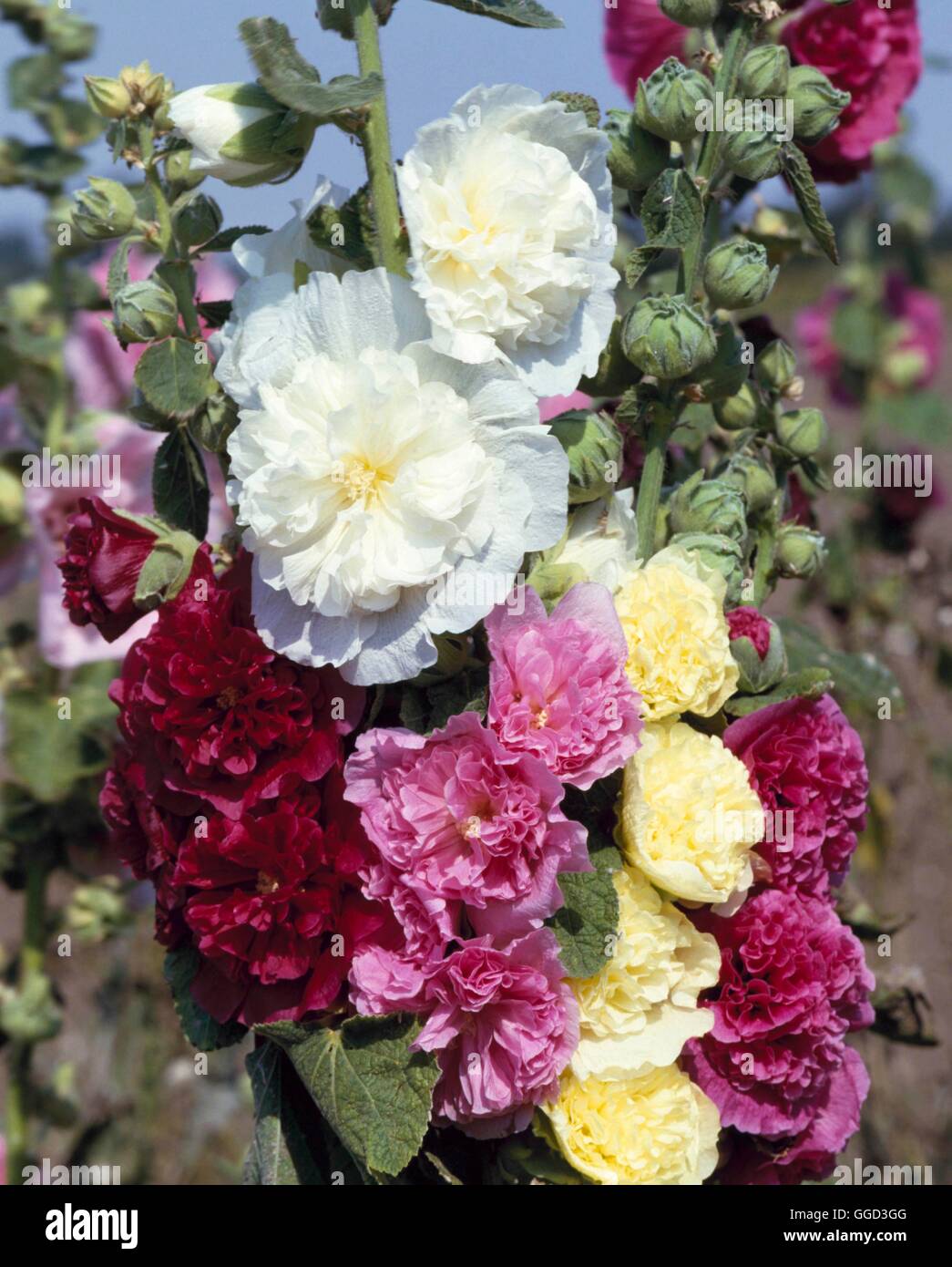 Сорта шток розы. Мальва махровая многолетняя. Сорта шток розы. Сорта шток розы. Мальва махровая многолетняя.