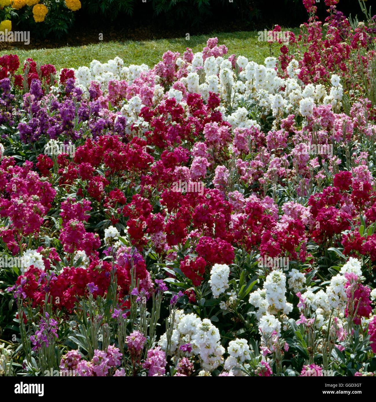 Stocks - (Matthiola incana)- - Ten Week Stocks   ANN030107 Stock Photo