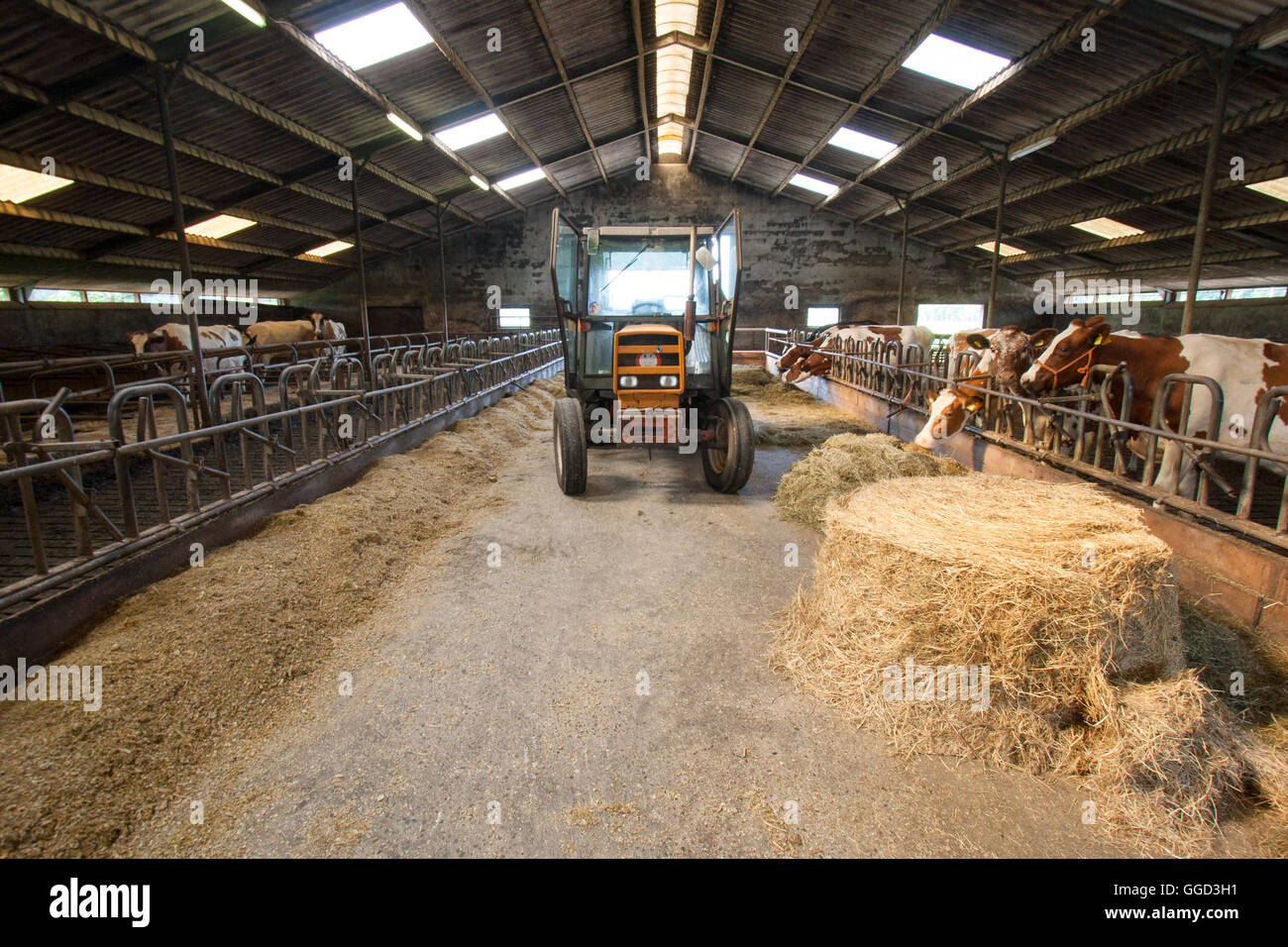 Tractor cows hires stock photography and images Alamy