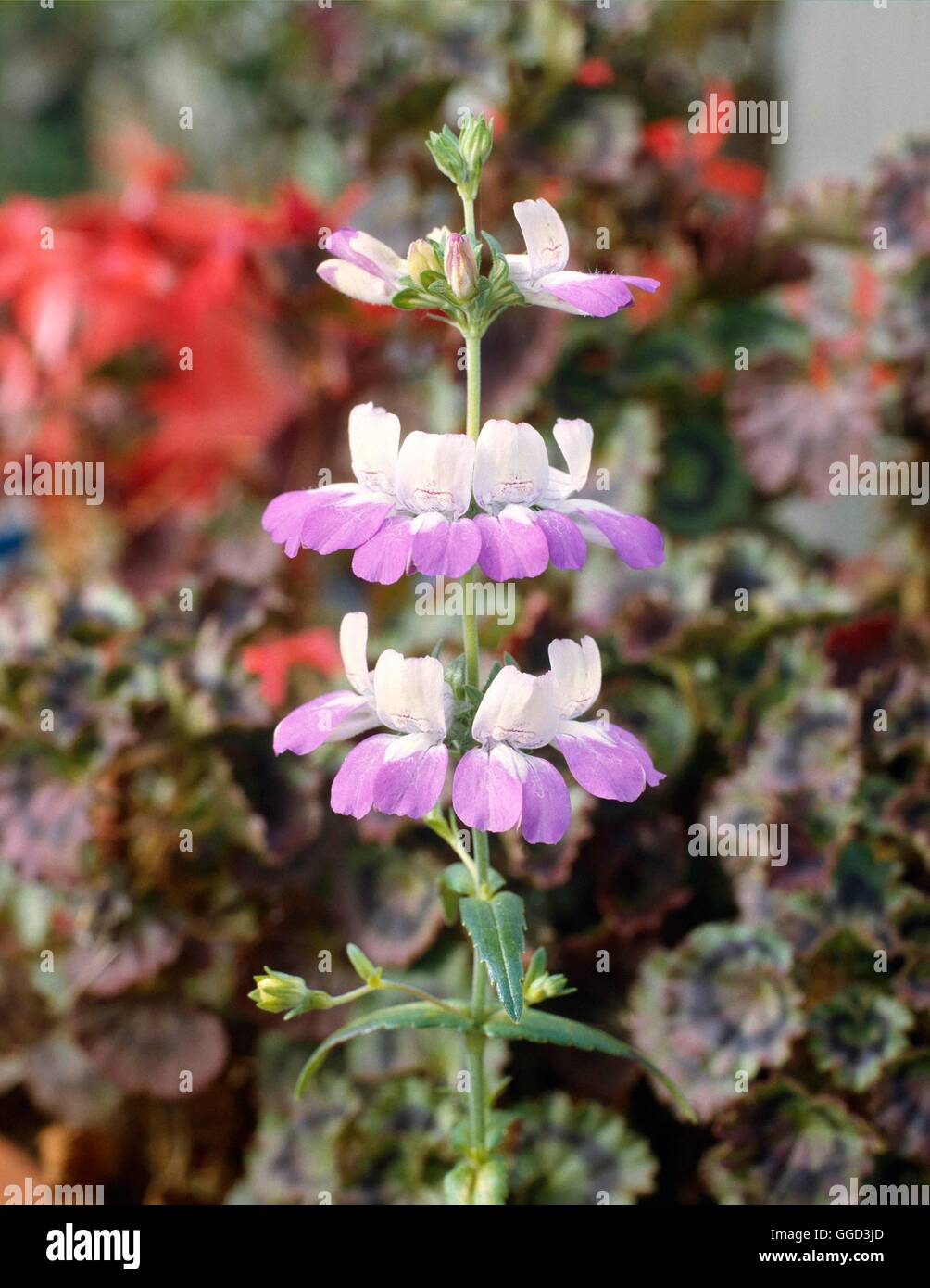 Chinese Houses - (Collinsia heterophylla)   ANN044196 Stock Photo