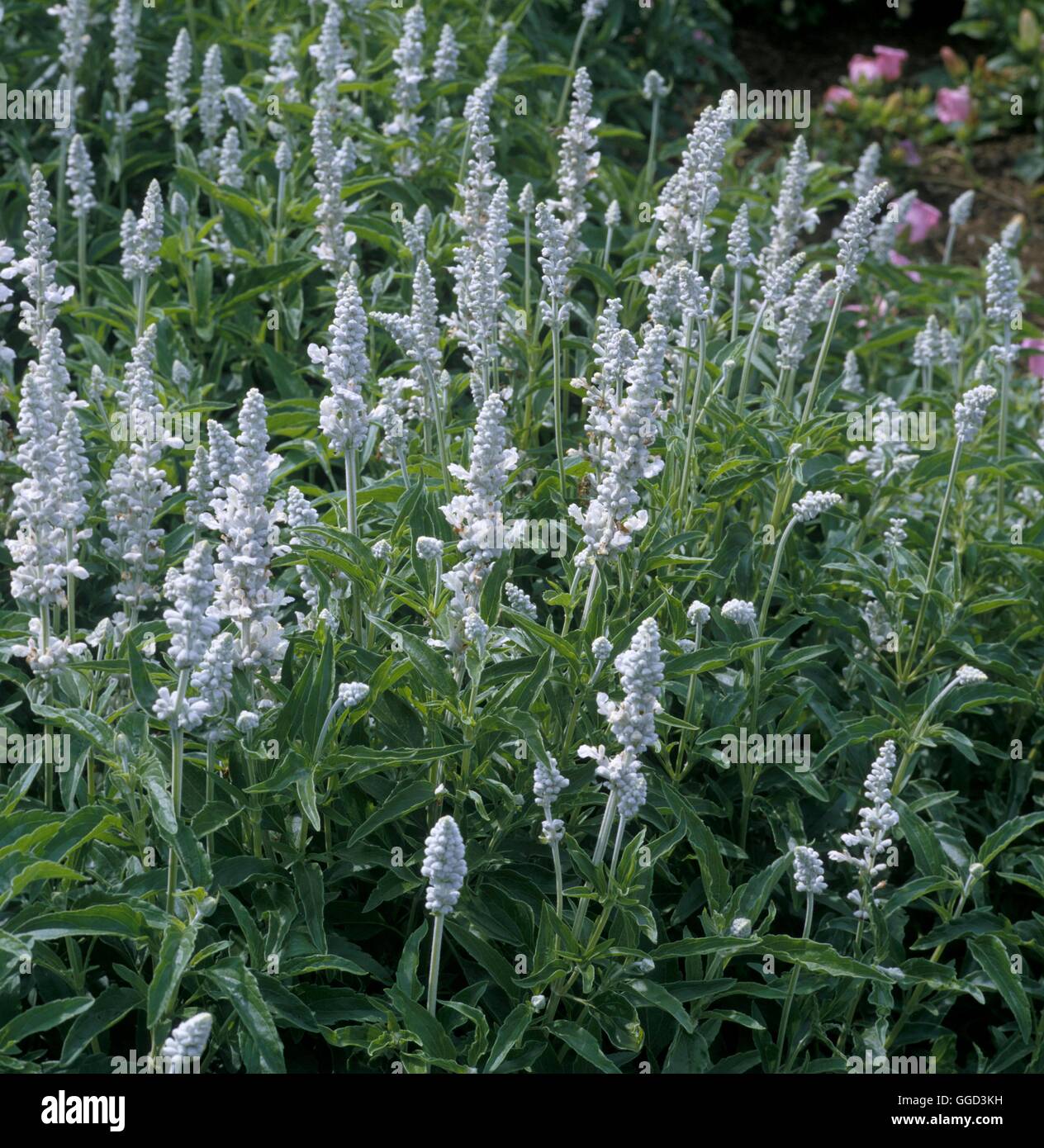 Salvia farniacea 'Victoria White'  Date: 7.07.08  ANN045702 Stock Photo