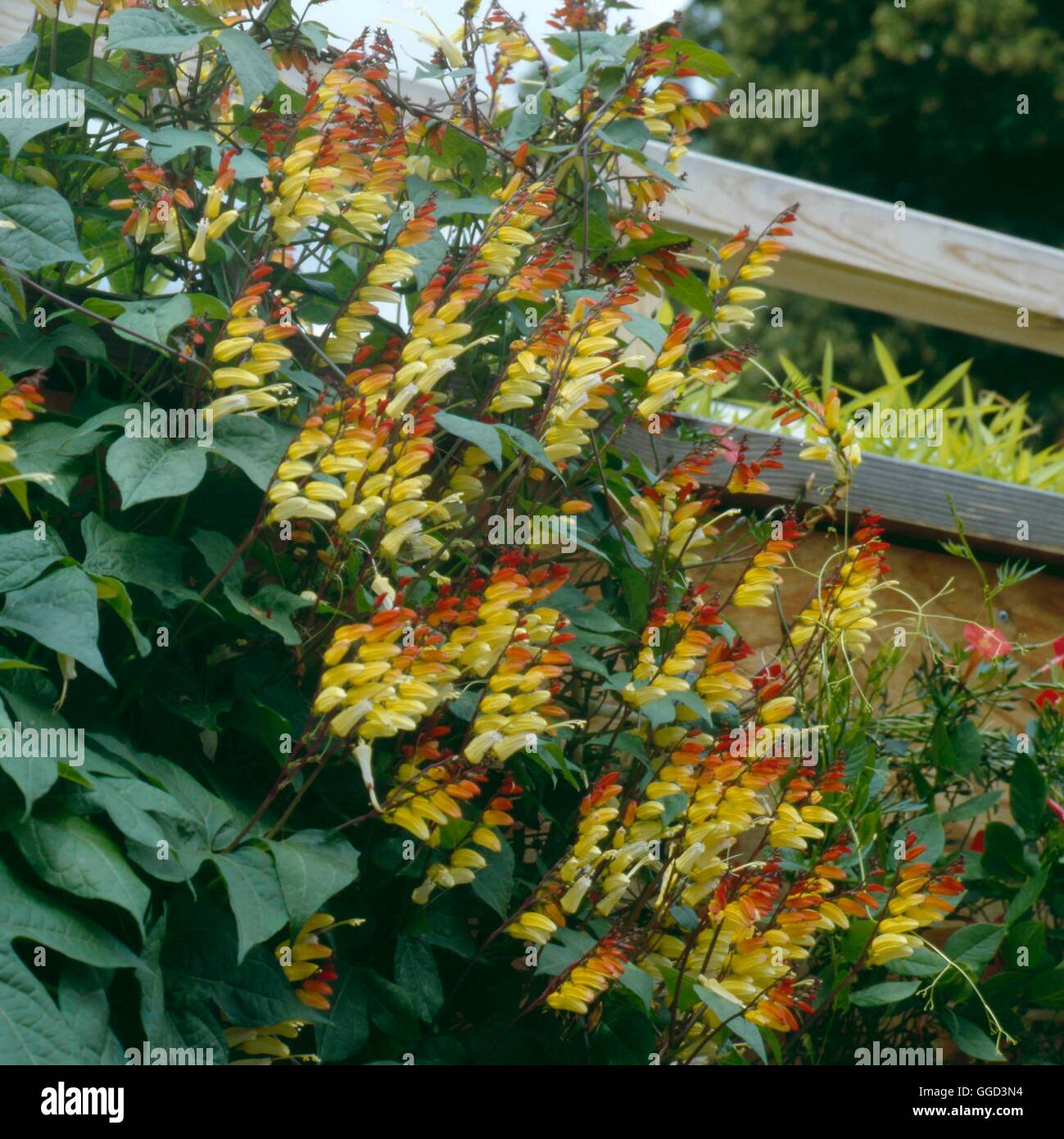 Ipomoea lobata - (Syn Mina lobata)   ANN051833 Stock Photo