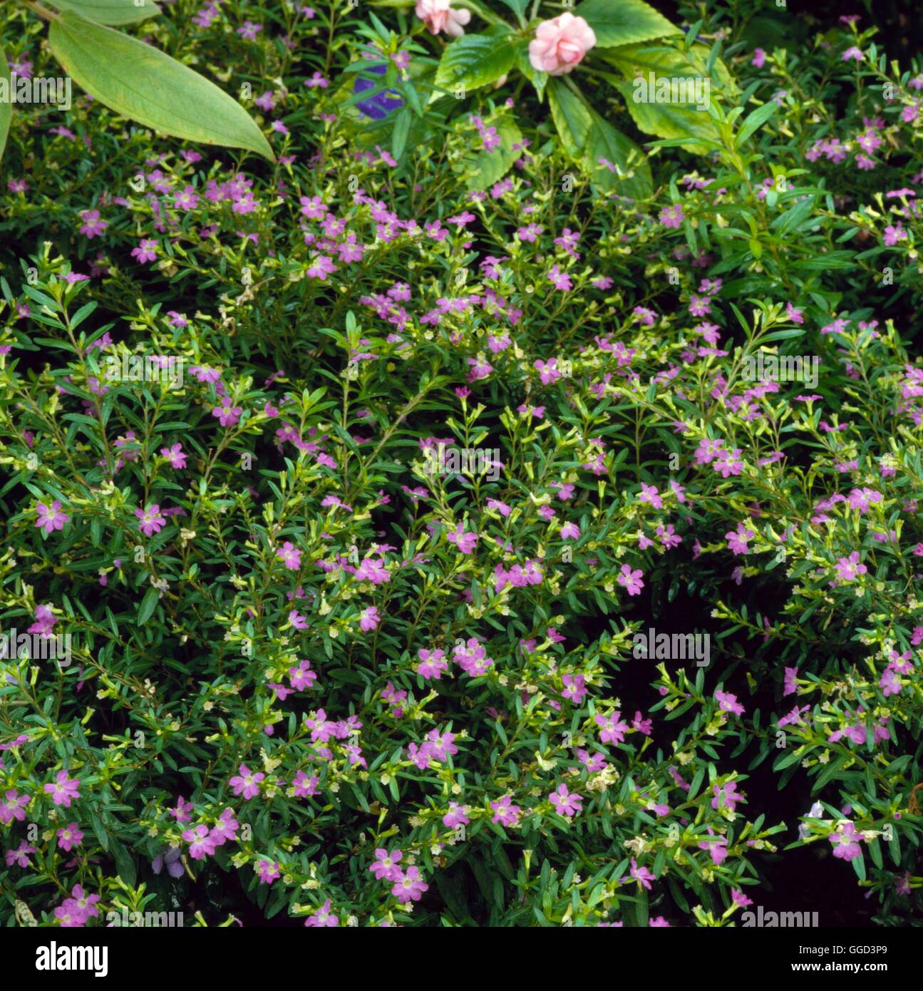 Cuphea hyssopifolia AGM- - False Heather   ANN058131 Stock Photo