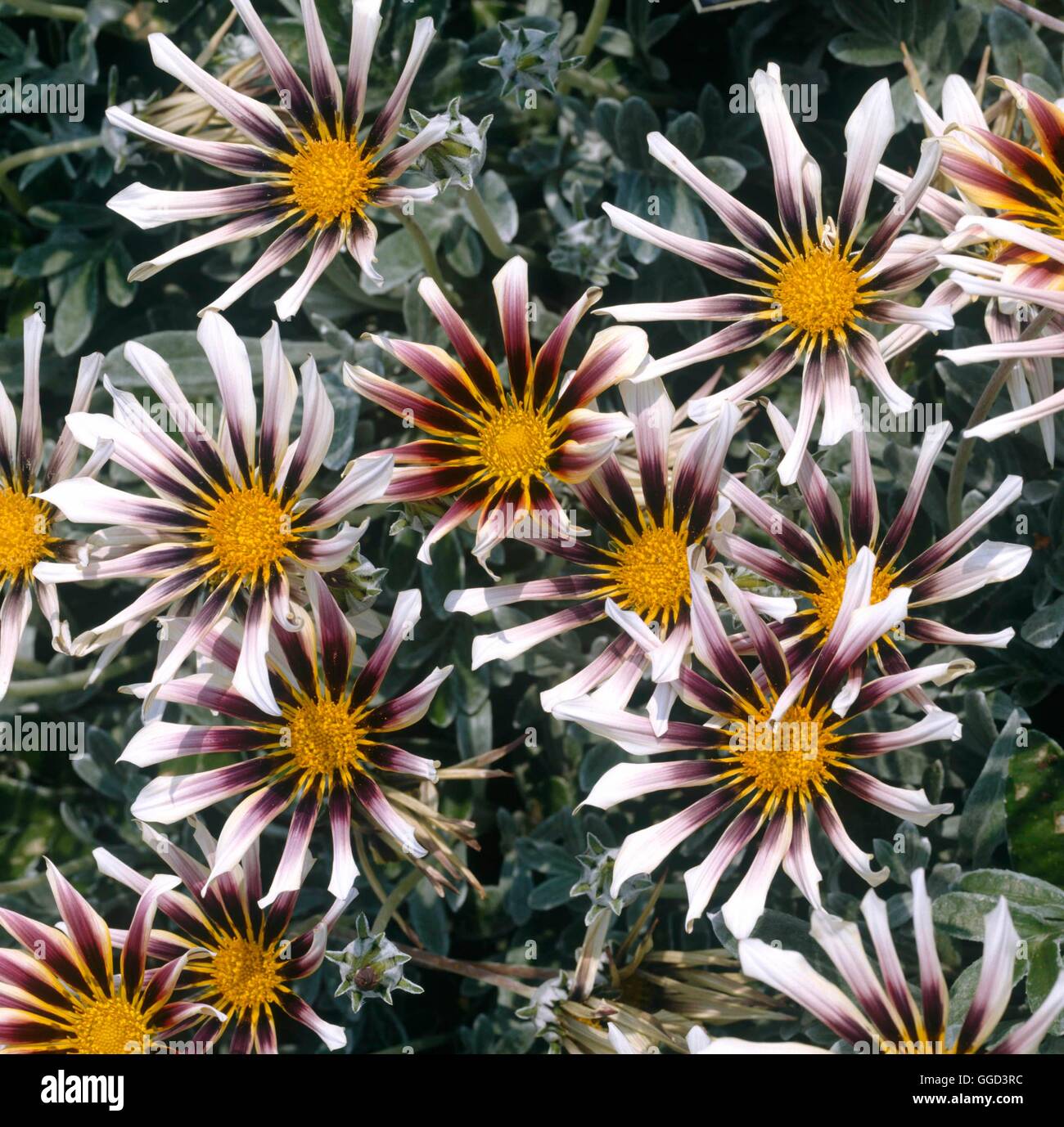 Guazon Azteca Ann070481 hi-res stock photography and images - Alamy