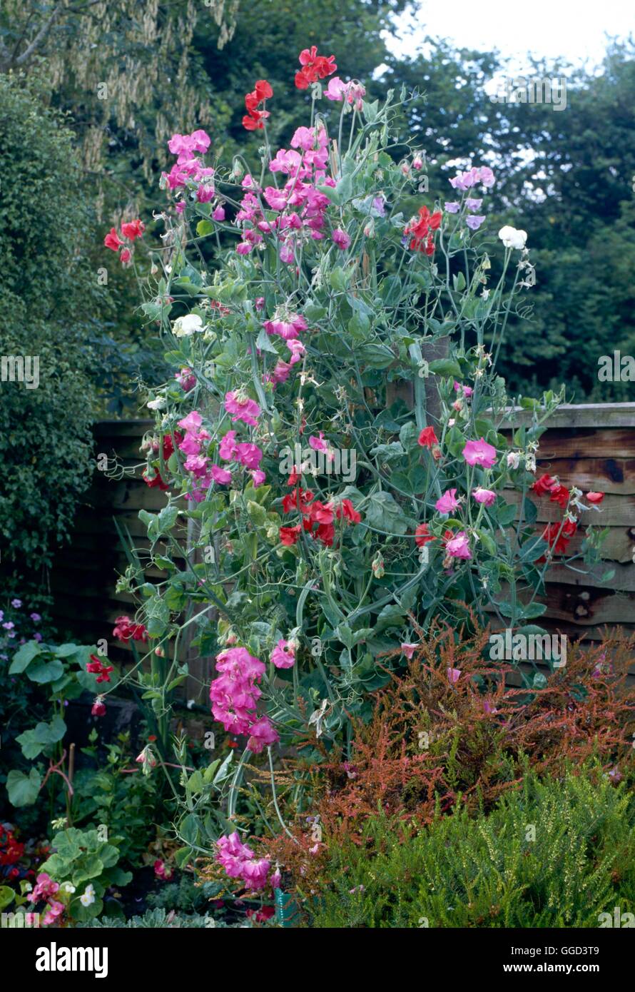 Sweet Peas Mixed growing up tripod of canes ANN073259 Stock Photo
