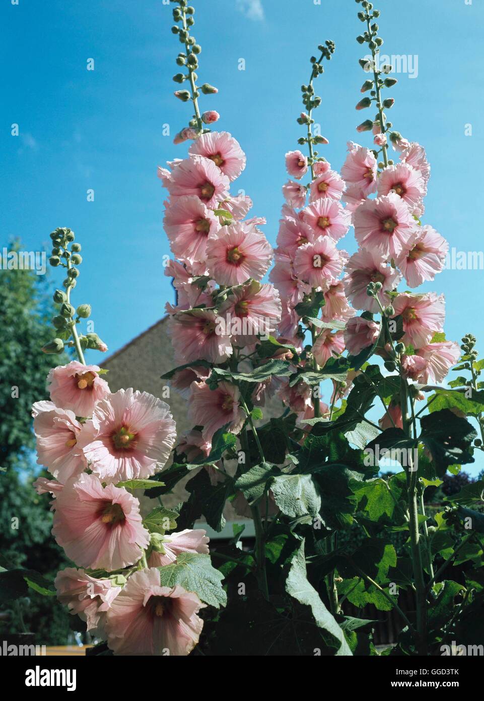 Hollyhock - (Alcea rosea)   ANN075660 Stock Photo