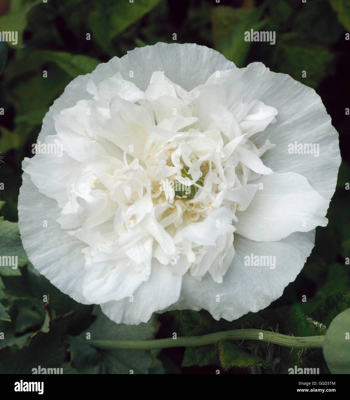 Papaver Somniferum Banner - - Your Source For Rare - Foto 6