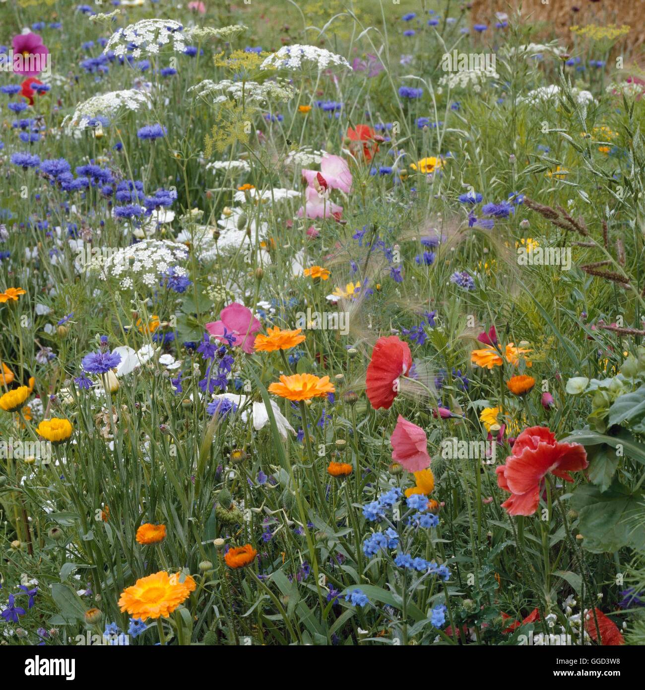 Annuals - Mixed - with Biennials and Grasses   ANN078384 Stock Photo