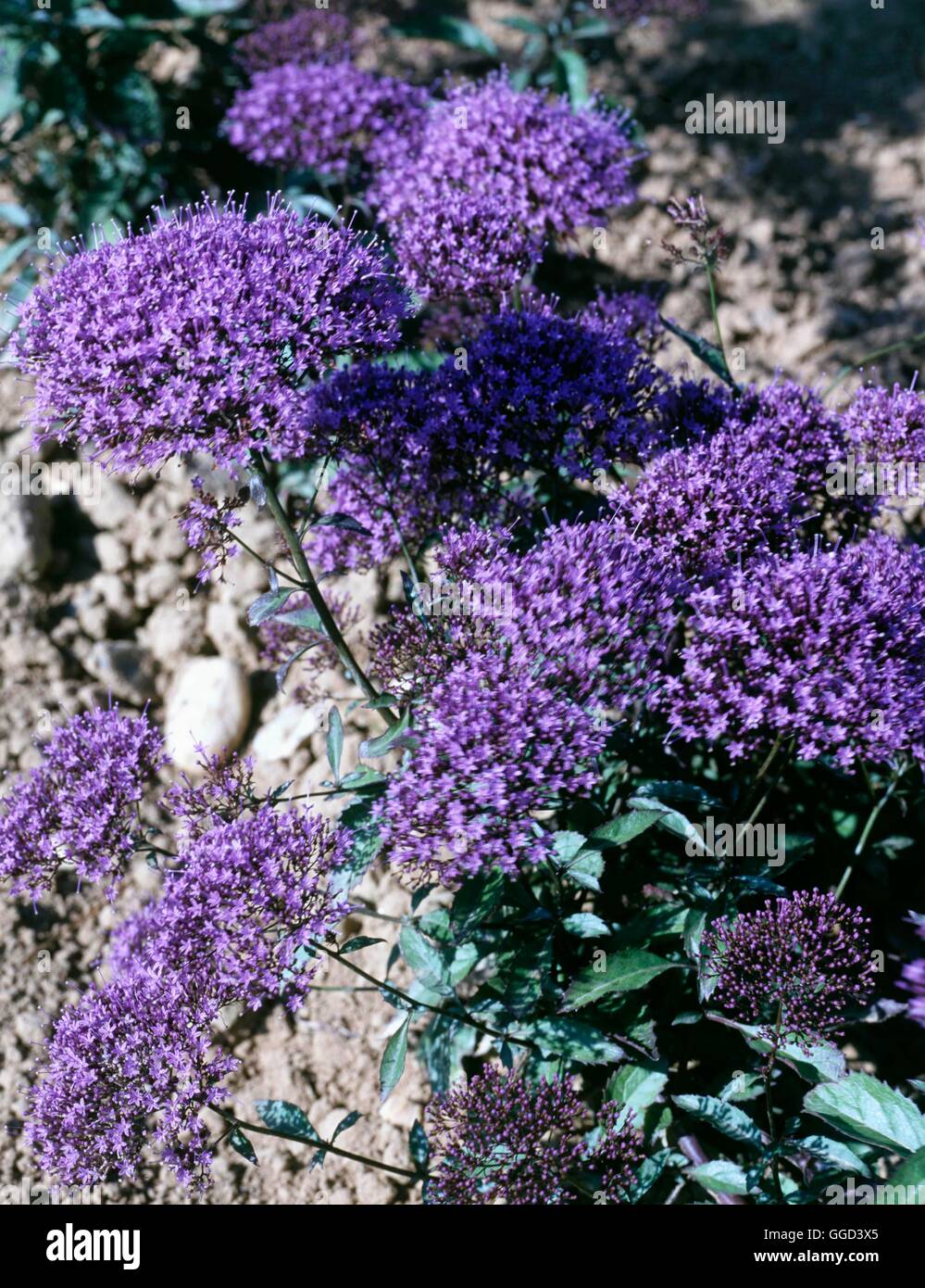 Trachelium caeruleum - 'Passion in Violet'   ANN090308 Stock Photo