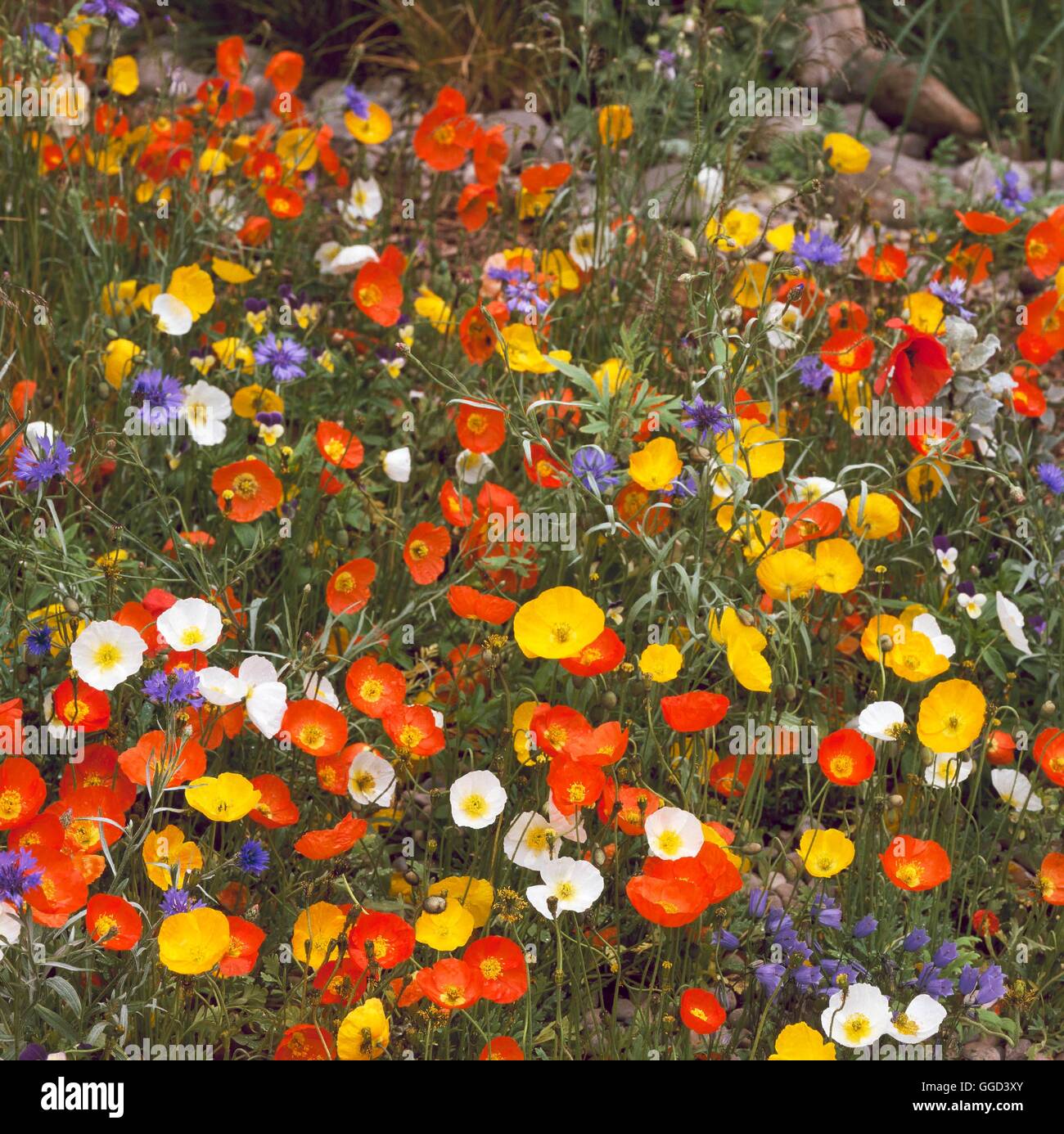 Annuals - Mixed - Iceland Poppies and Cornflowers - (Please credit: Photos Hort/ The Marney Hall Consultancy)   ANN096 Stock Photo
