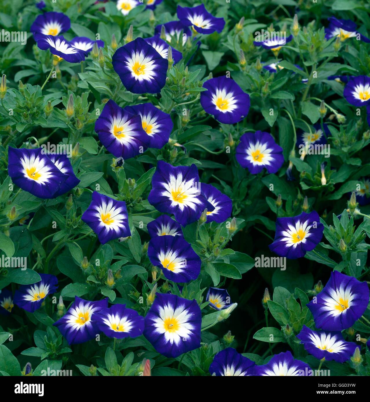 Convolvulus tricolor - 'Ensign Blue'   ANN103989 Stock Photo