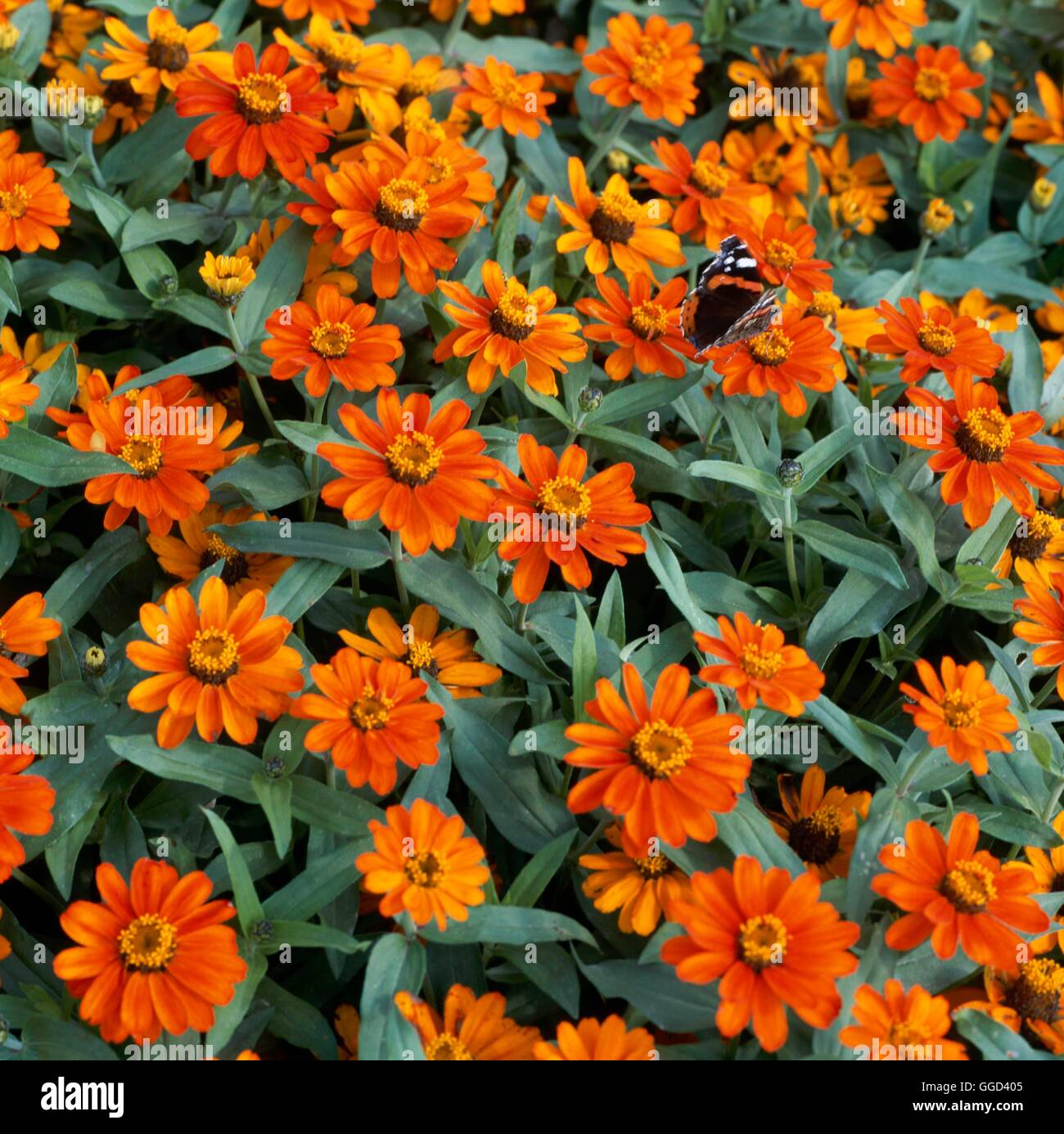 Zinnia - 'Profusion Orange'   ANN104968 Stock Photo