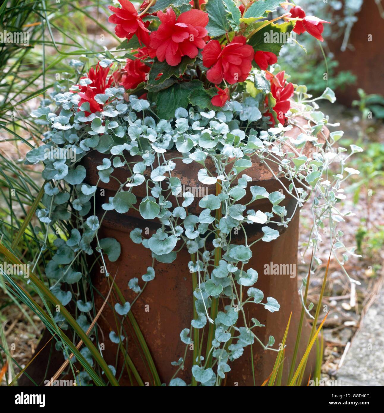 Dichondra silver falls hi-res stock photography and images - Alamy