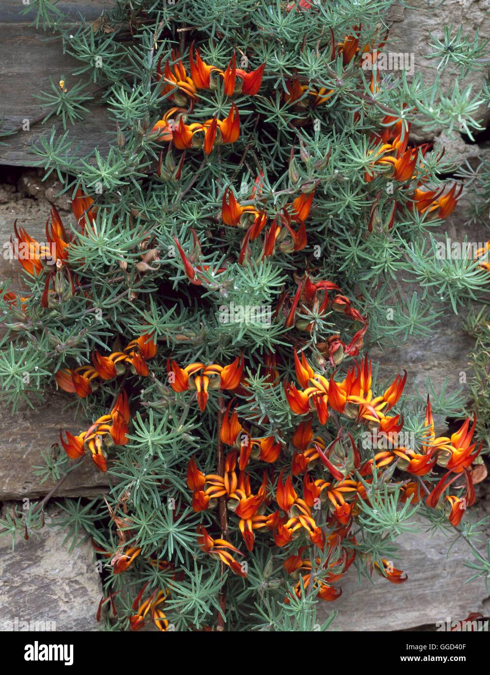 Lotus berthelotii ANN108317 Stock Photo Alamy