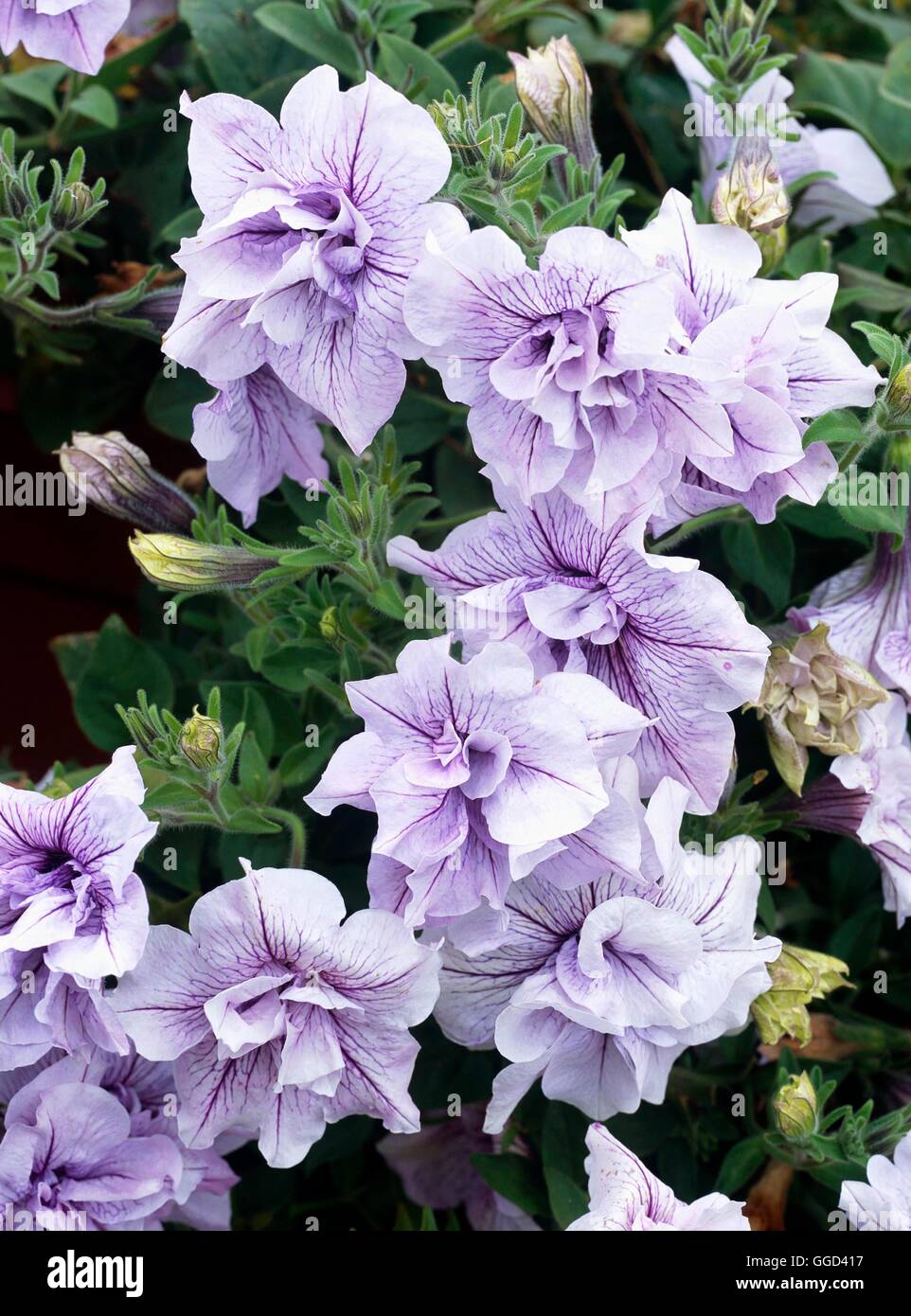 Petunia- 'Celia'- (Tumbelina Series)   ANN110066 Stock Photo