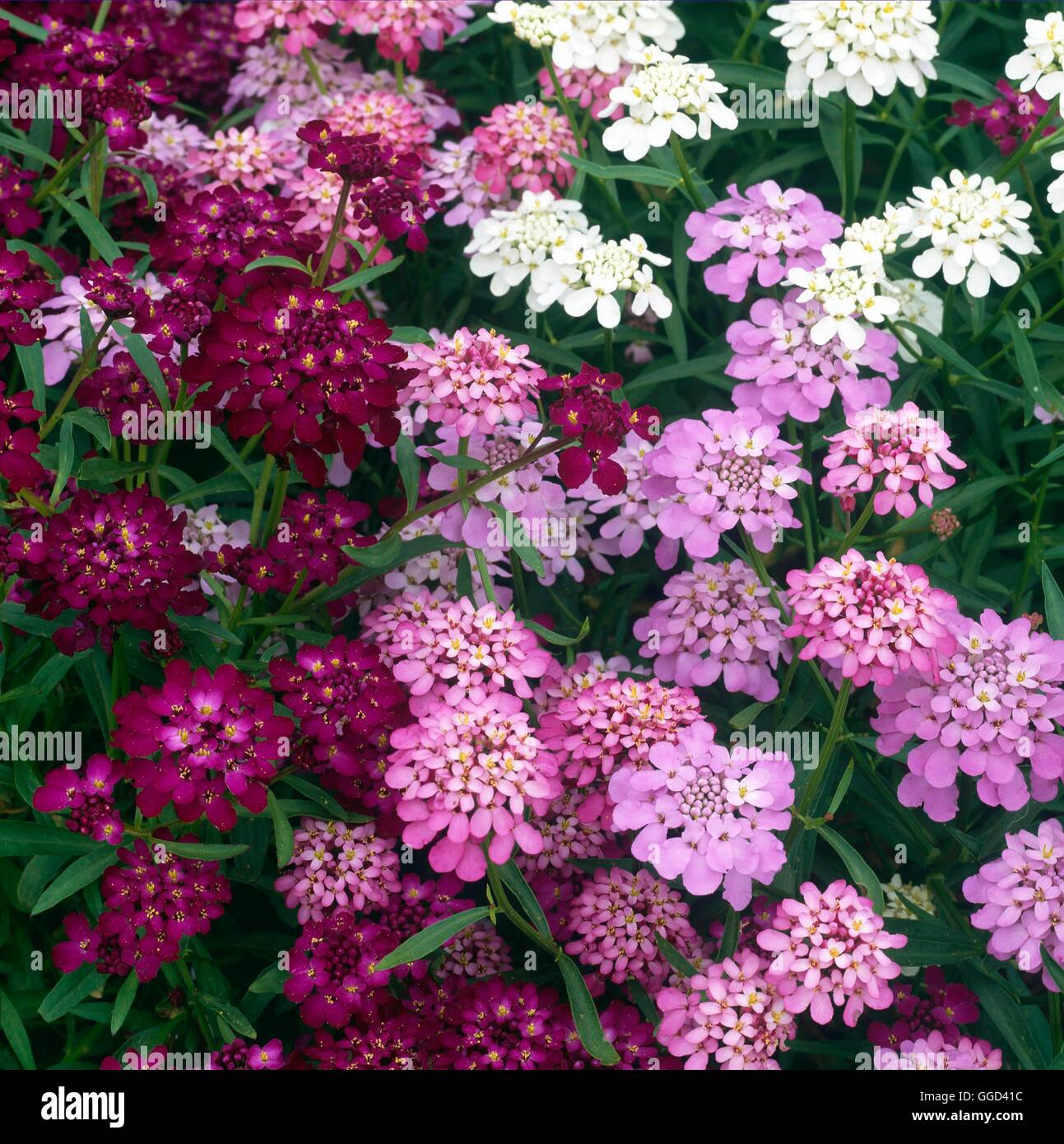 Candytuft- 'Candycane Mixed'- - (Iberis umbellata)   ANN110495 Stock Photo