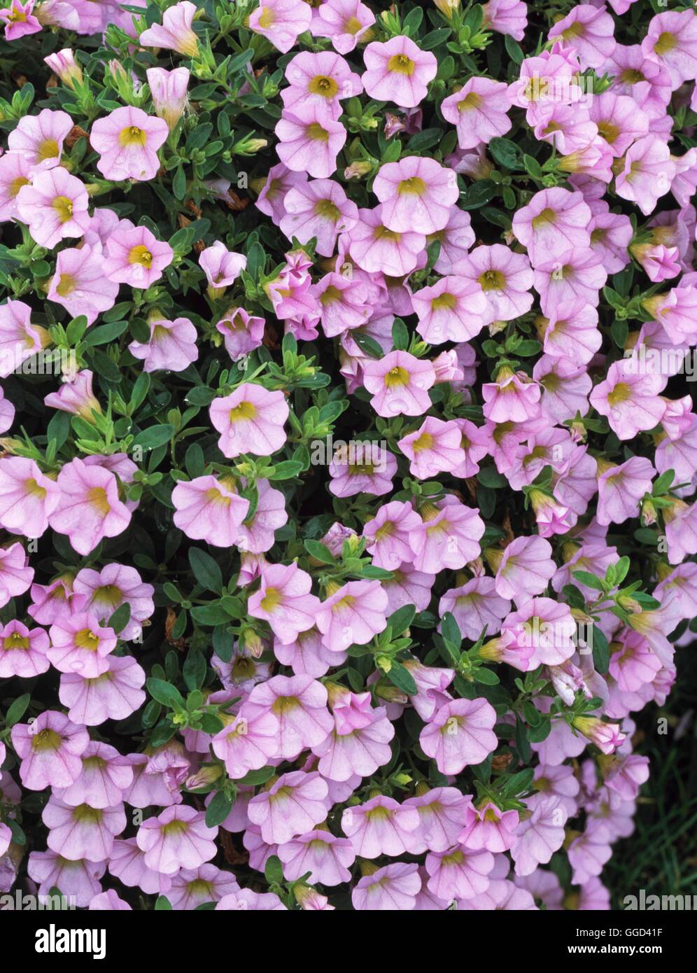 Calibrachoa - 'Million Bells Trailing Pastel Pink'   ANN111087 Stock Photo