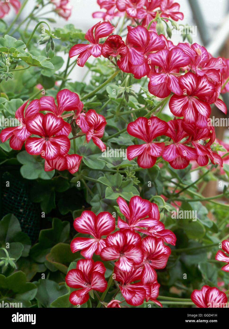 Geranium 'Happy Face' (Ivyleaved) ANN111719 Stock Photo Alamy