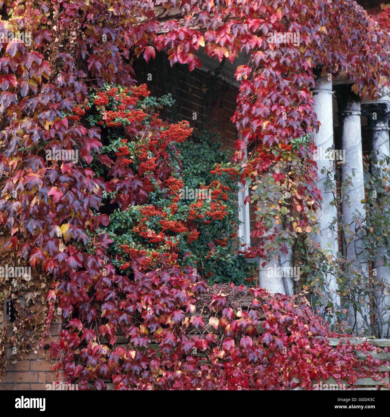 Autumn Garden - with Parthenocissus and Pyracantha   AUB052691 Stock Photo