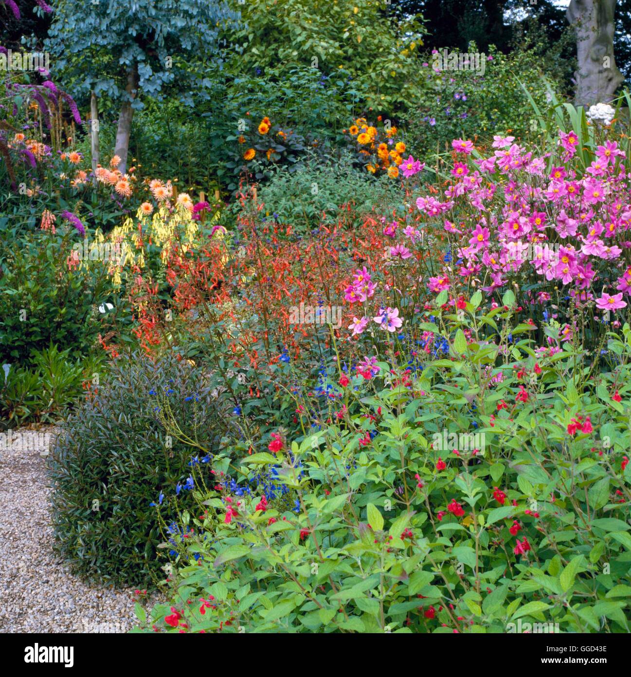 Autumn Garden - in August with Phygelius  Dahlia  Anemone and Salvias- - (Please credit: Photos Hort/ Newby Hall)   AU Stock Photo