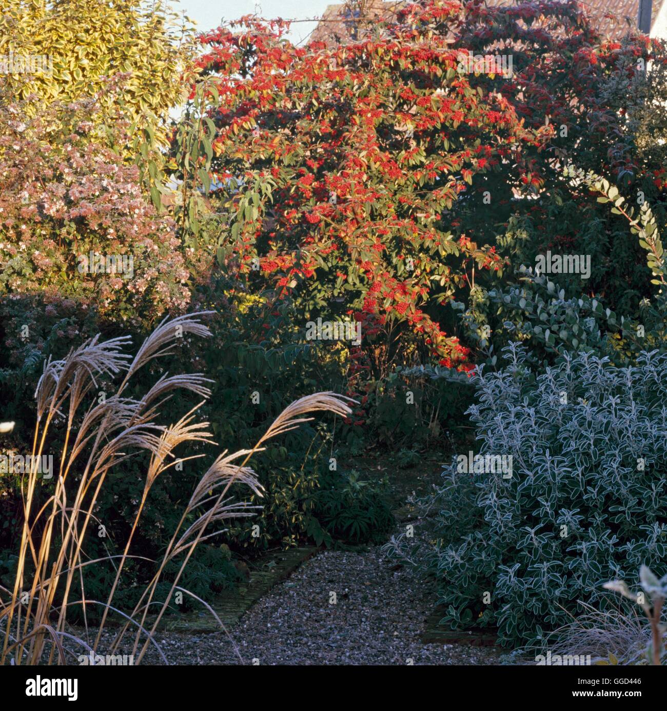 Autumn Garden - with frost on Miscanthus and Brachyglottis and sun highlighting Cotoneaster berries.   AUB081806  Comp Stock Photo